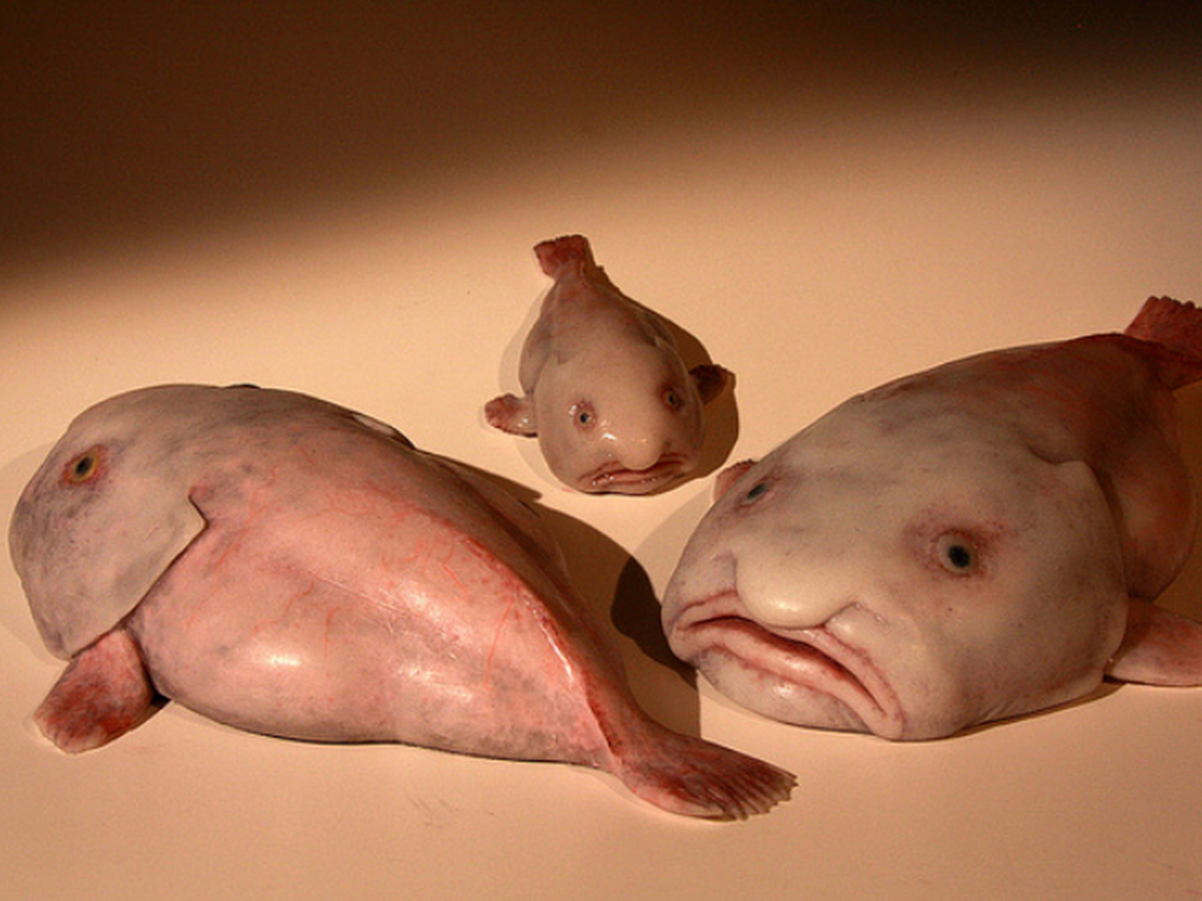 世界上最丑的动物,丑哭了 水滴鱼 水滴鱼真实长得又丑又恶心让人不敢