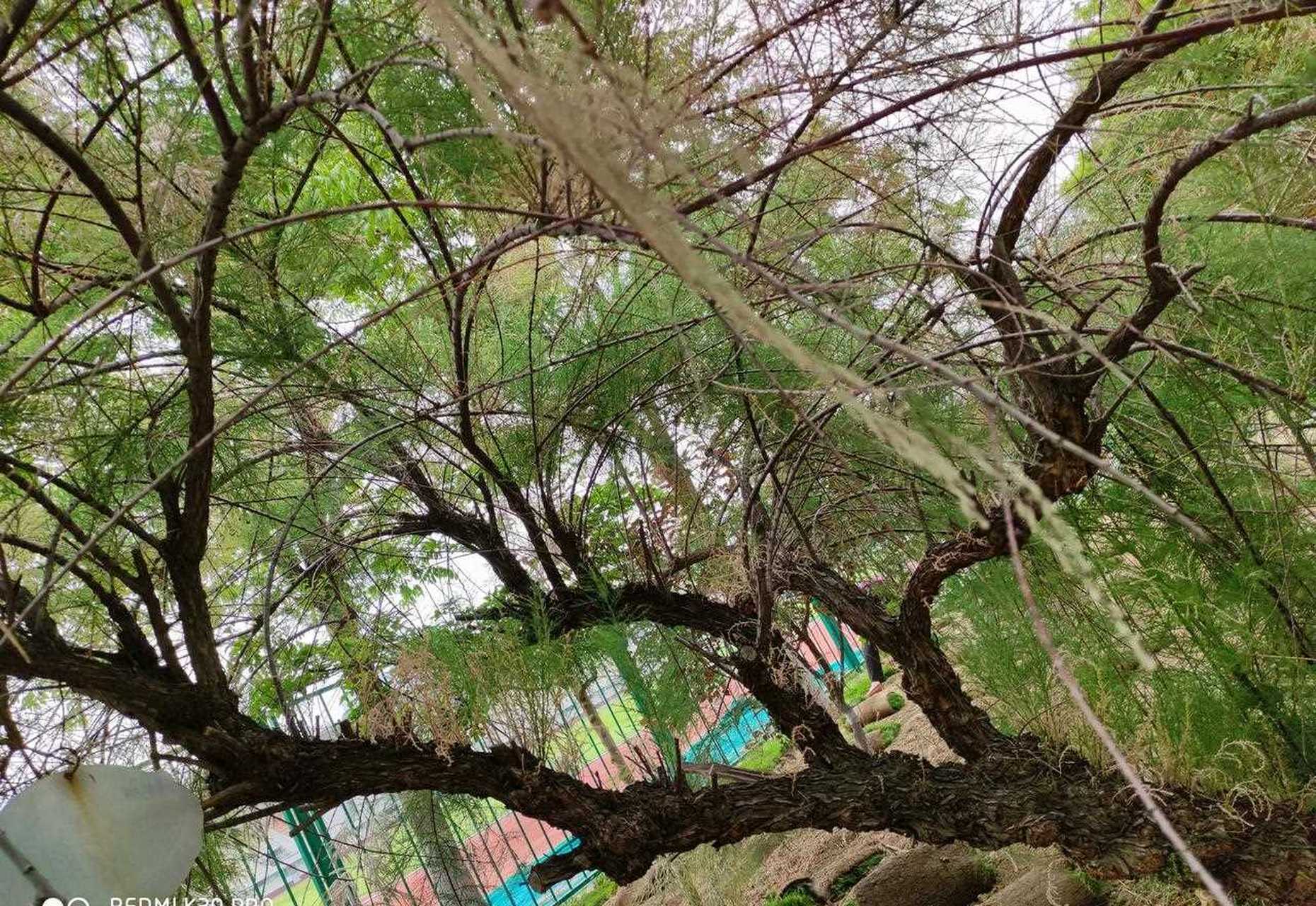 "柽"字读什什么音?名为"柽柳"的植物你见过吗?它有什么特征?