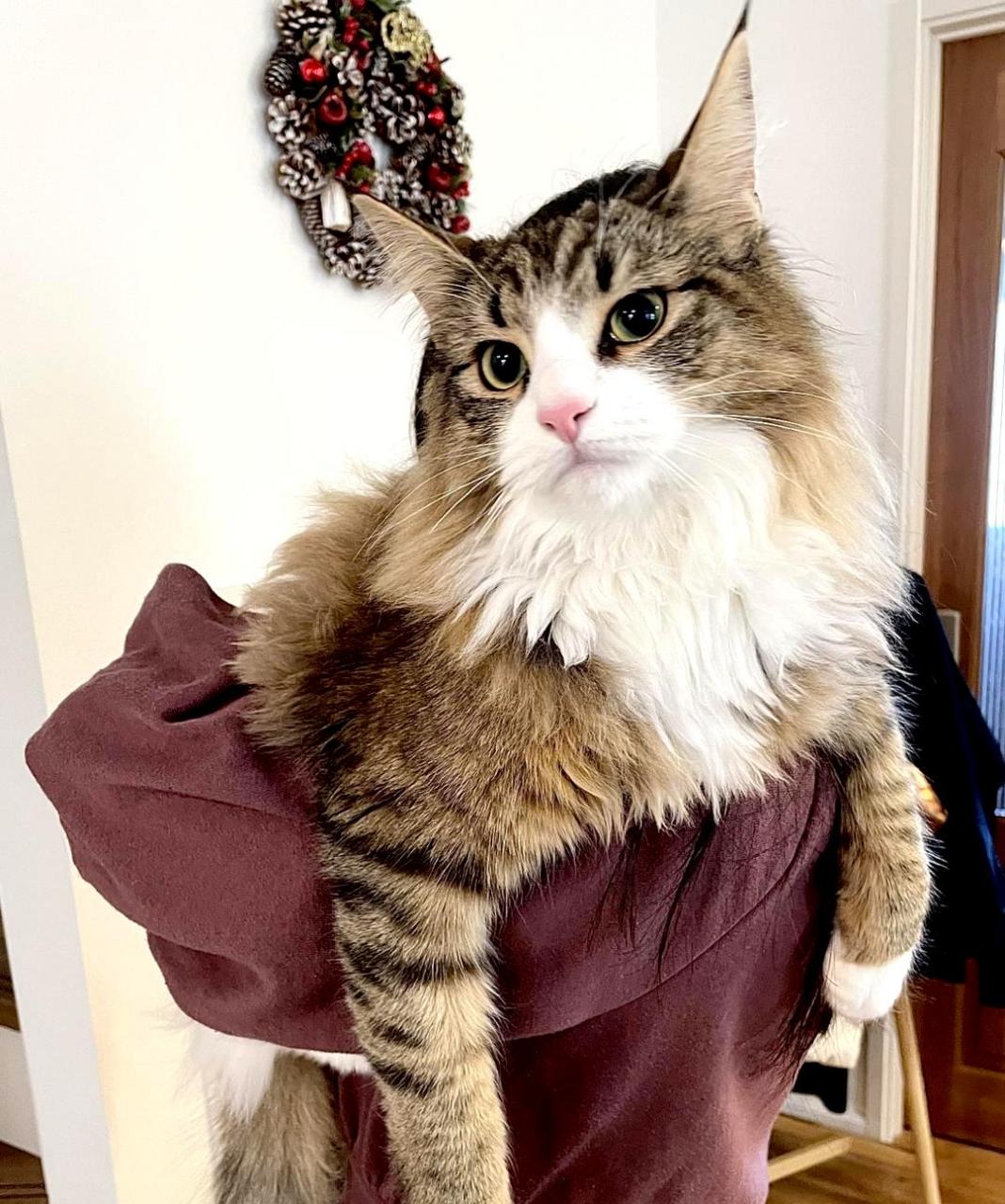 这只挪威森林猫已经长到了10个月大.