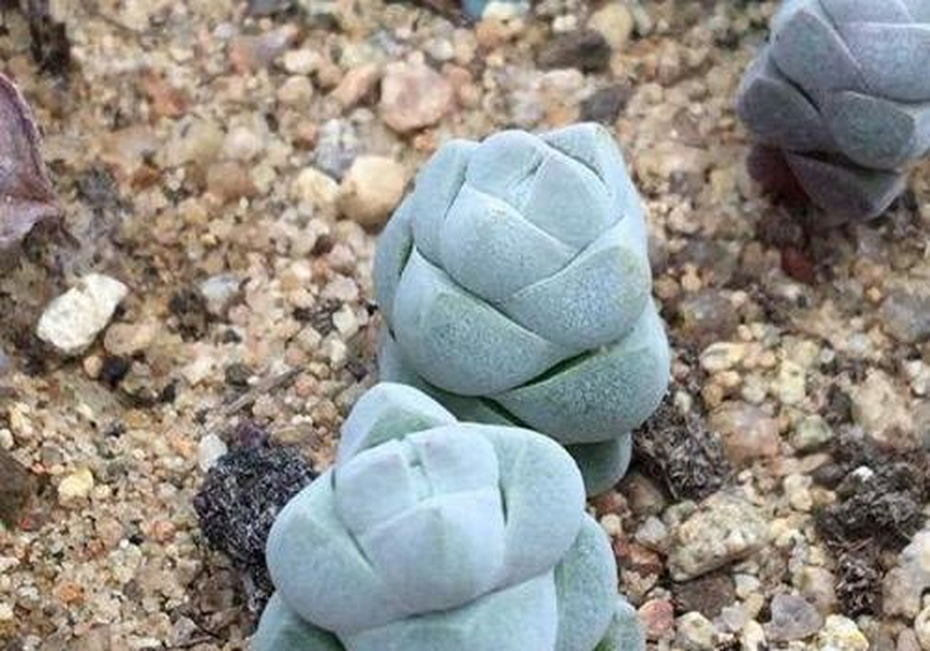 九轮塔,百合科十二卷属多肉品种.