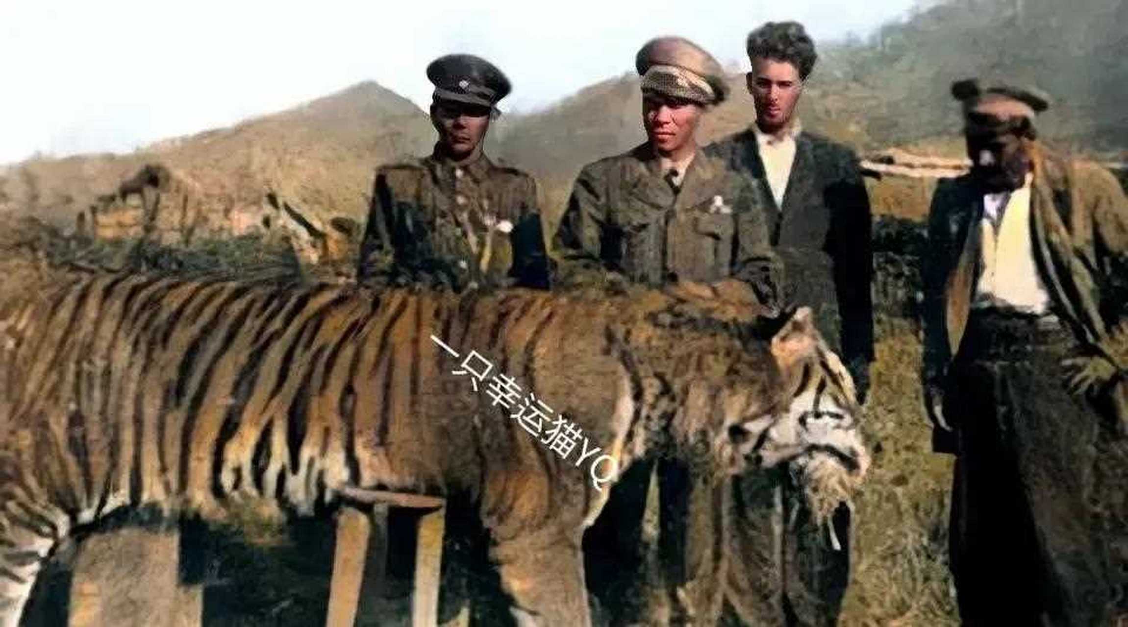 里海虎又名新疆虎,原生活在新疆中部,由库尔勒沿孔雀河至罗布泊掖带