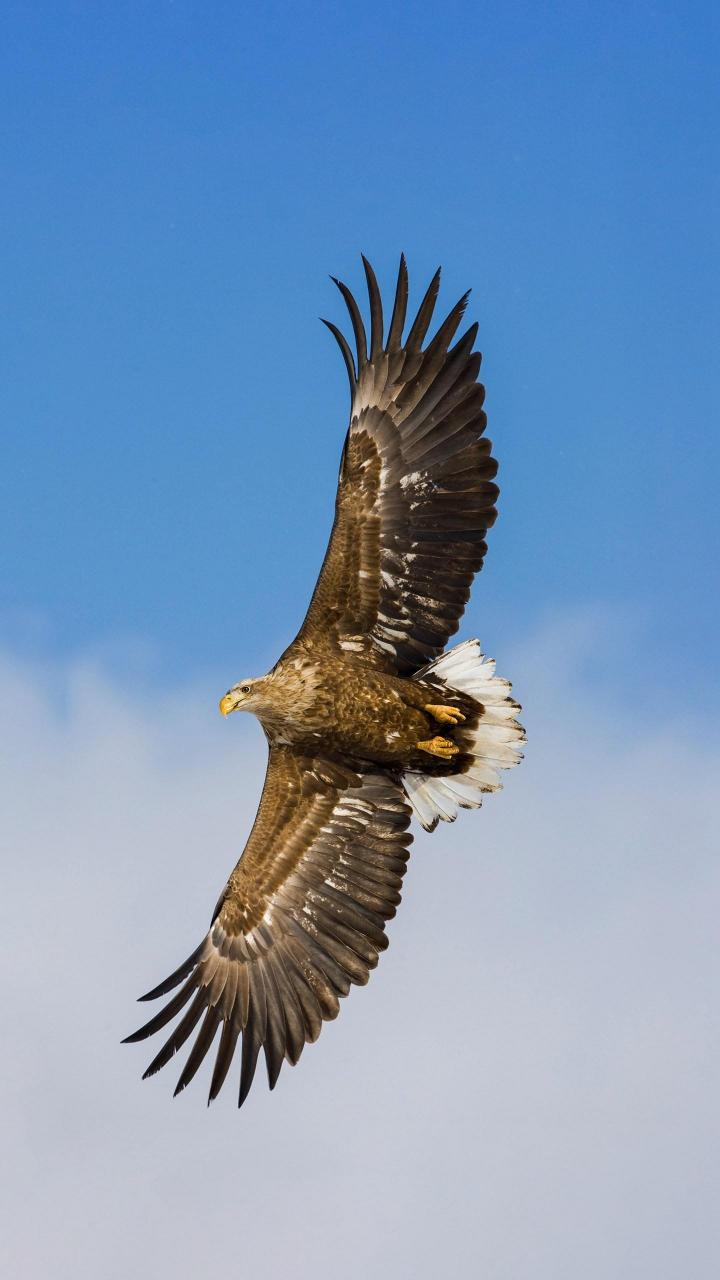 电影《野蛮人》剧情打人福佳集团大化王义政px事件失联:想而奋进的