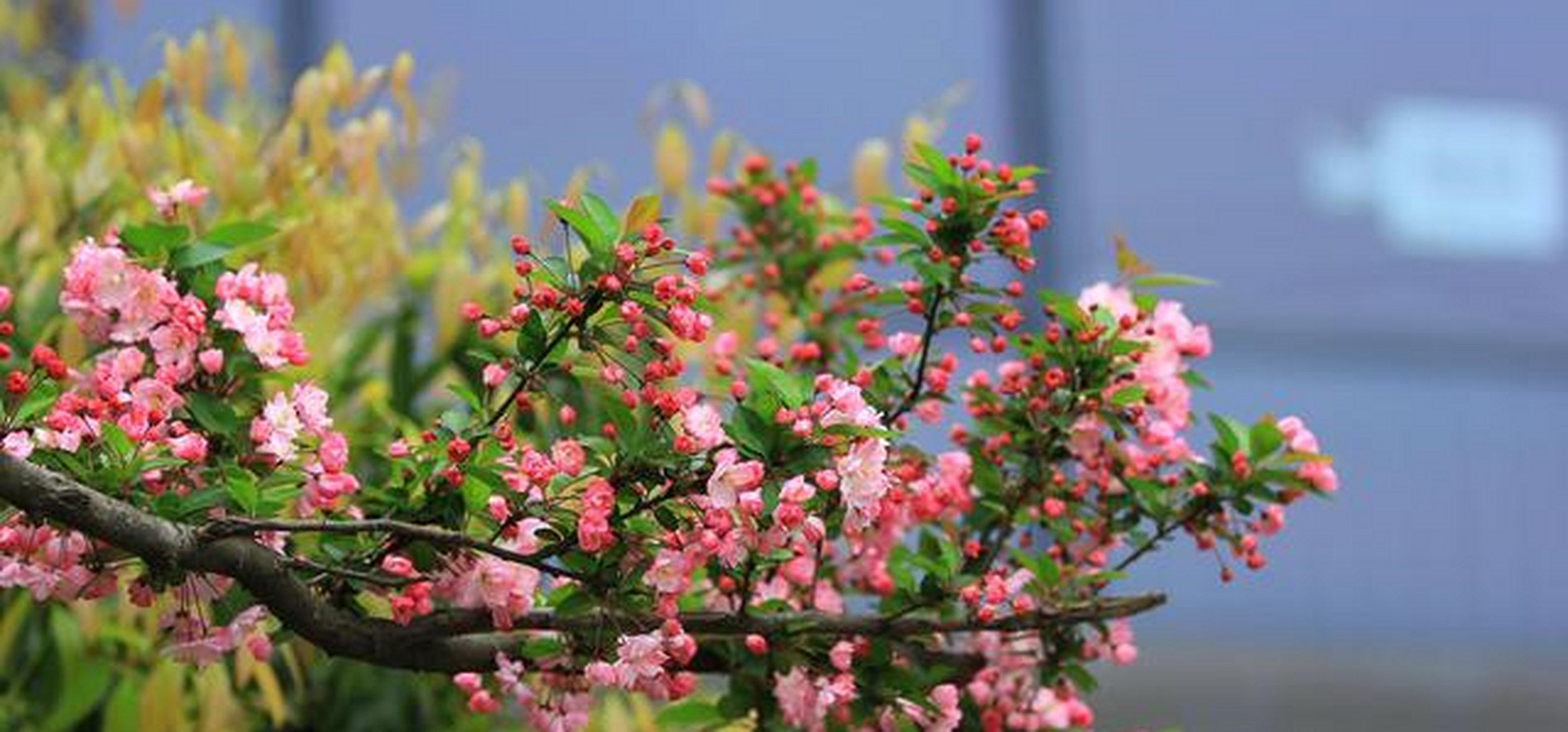 海棠花喜欢湿润,土壤中的水不能太多也不能太少,所以在养护期间浇水是