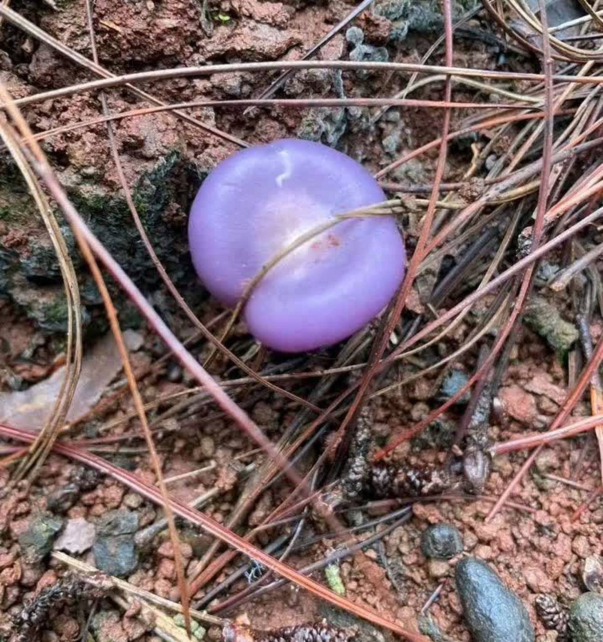 这个可以吃吗? 紫色蘑菇[偷笑]