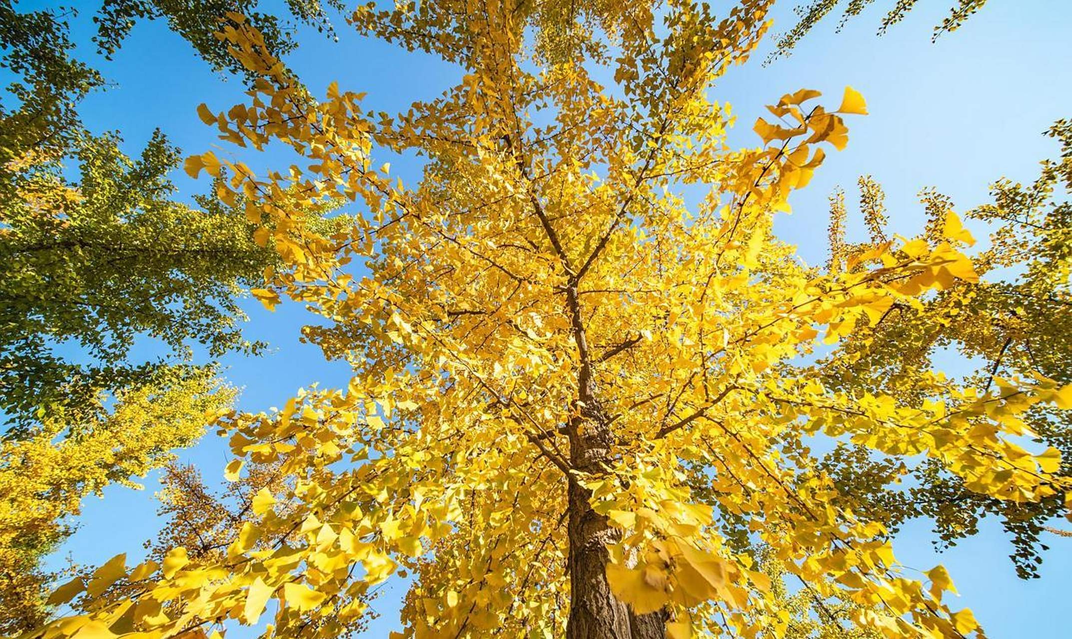 银杏树树干笔直,气质优雅 [太阳]银杏树非常的漂亮,在很多地方都会