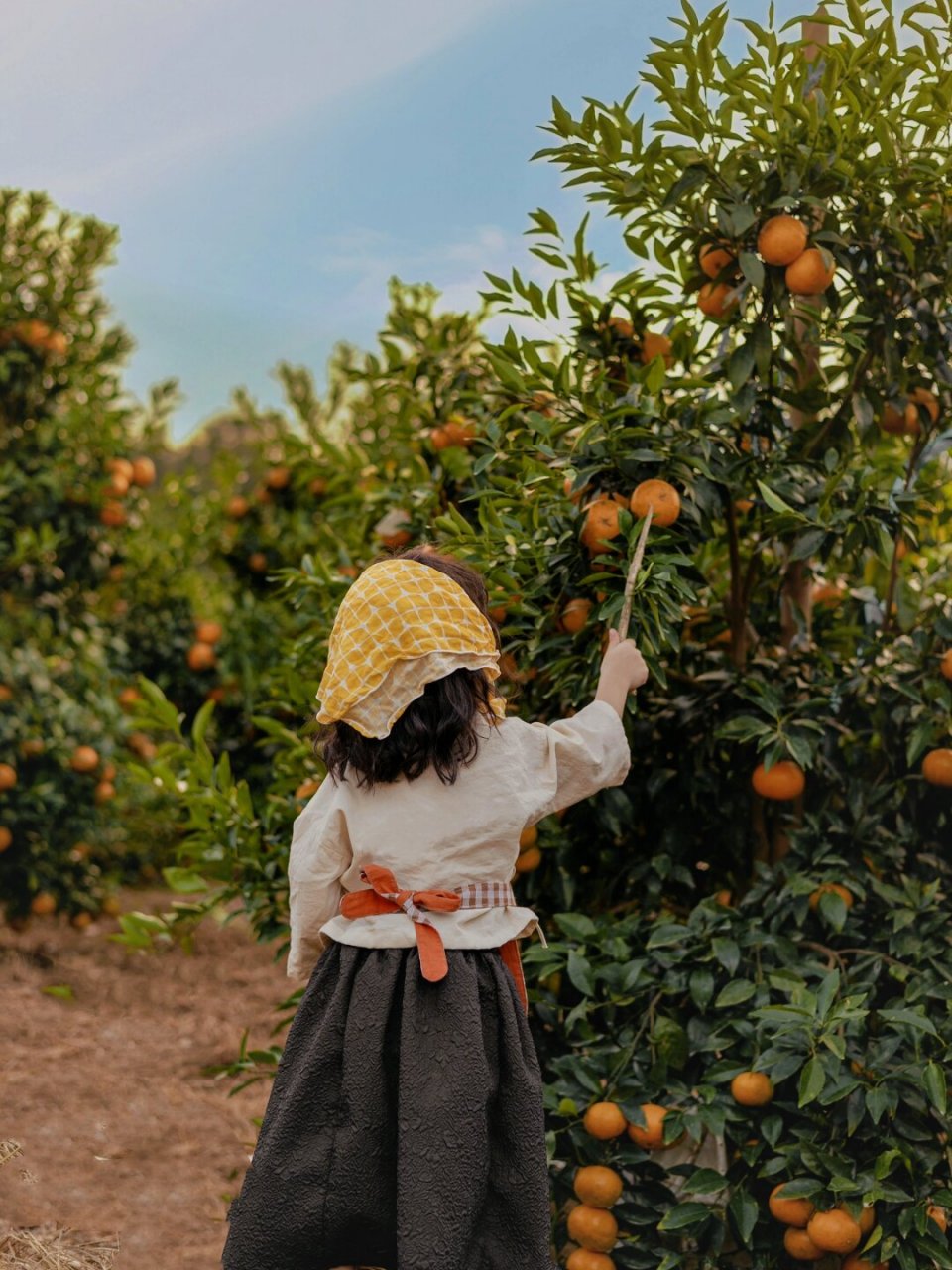 橘子园拍照捕捉阳光的温暖瞬间