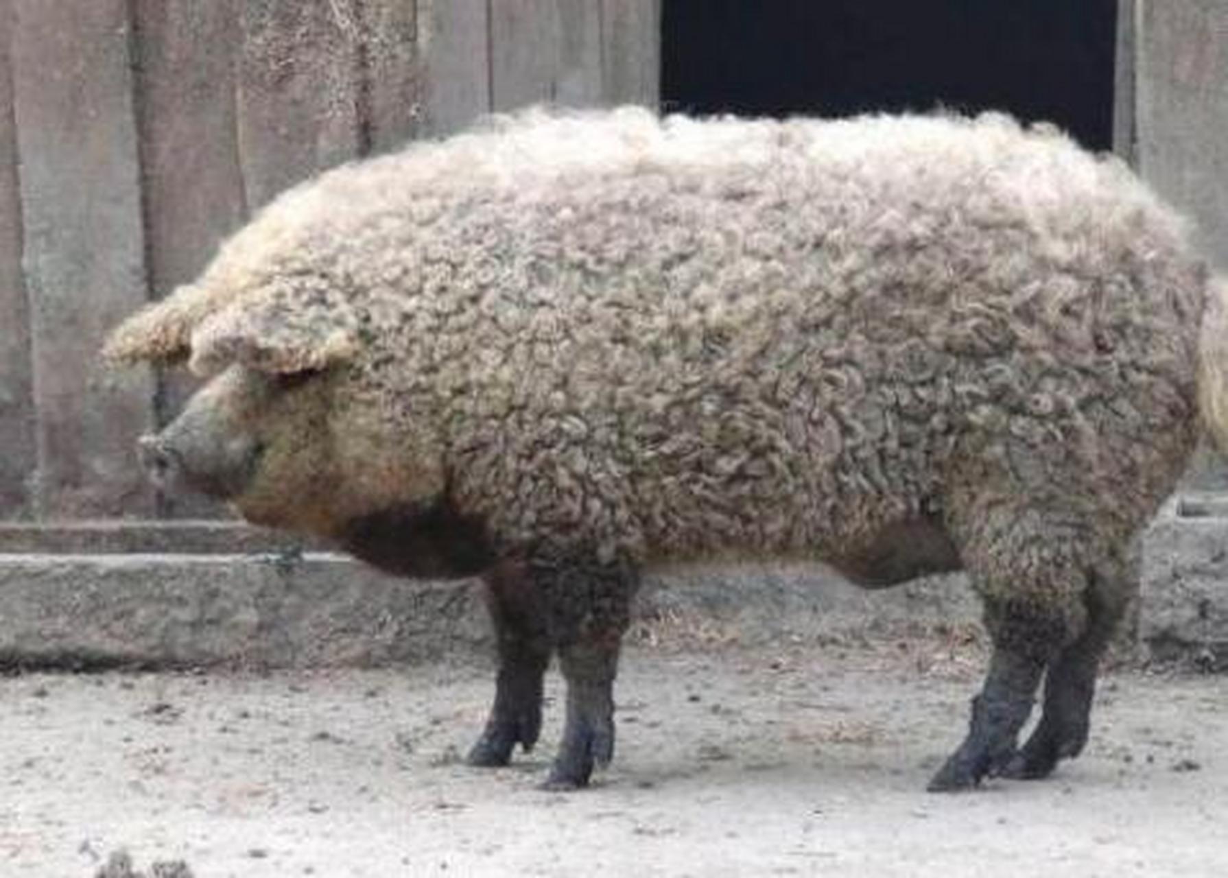 这只动物外表上看起来像是绵羊,但其实是一只猪.