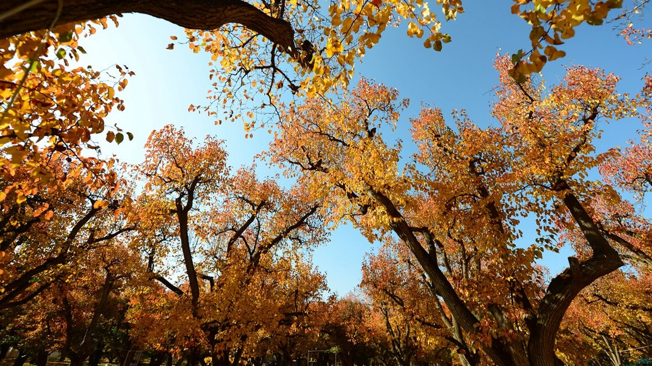 甘肃皋兰县的世界第一古梨园内,9432棵百年以上树龄的古梨树红叶似