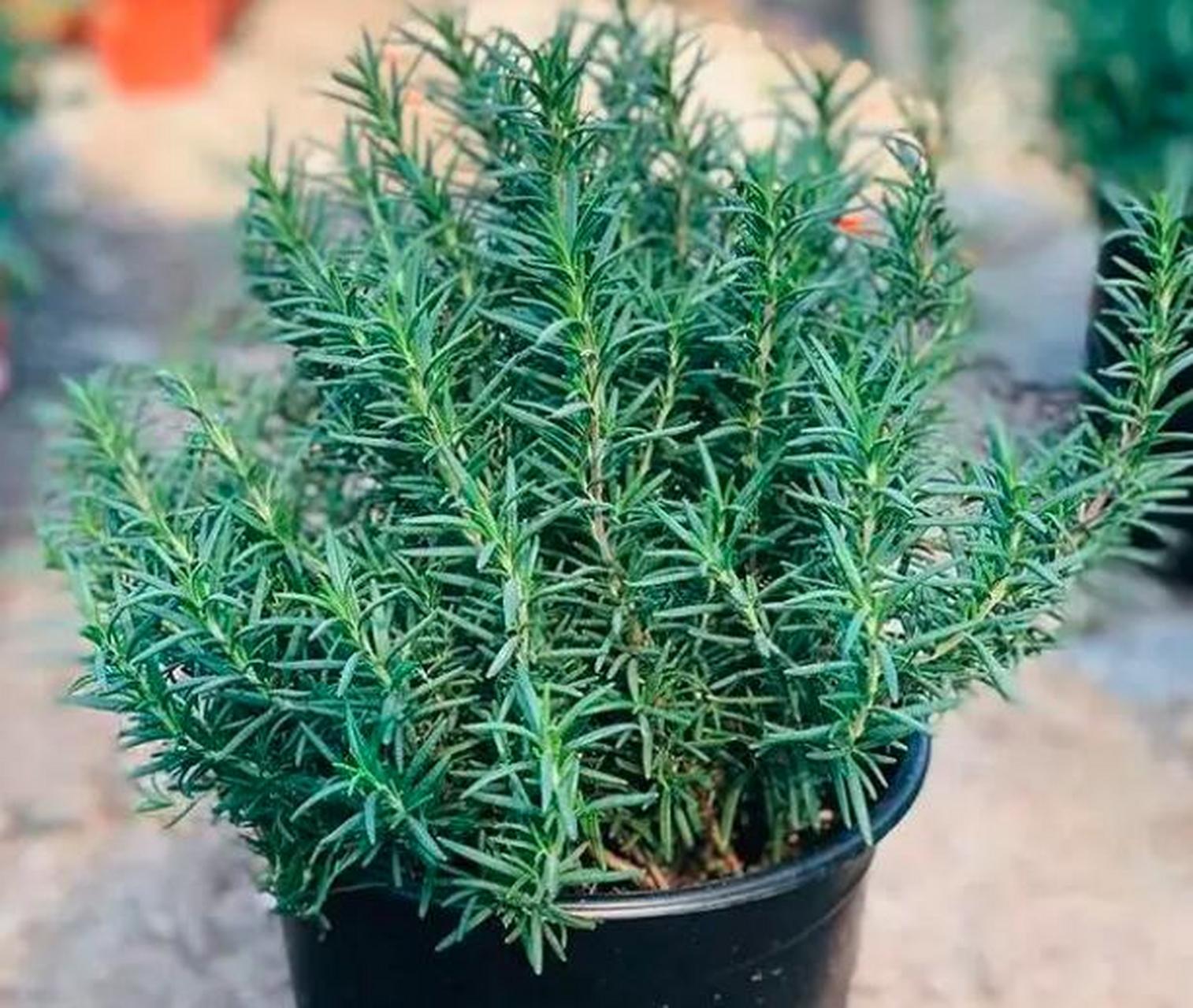 迷迭香是一种香料植物,喜欢吃西餐的人,对它应该不陌生,牛排等一些