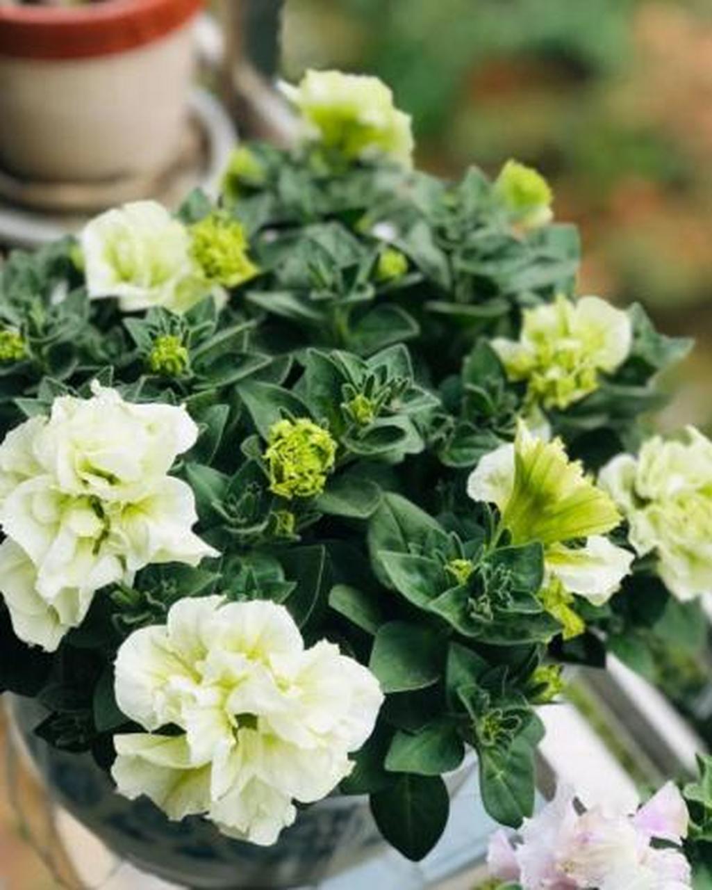 我养过的最漂亮的草本花卉——重瓣矮牵牛 重瓣矮牵牛也叫碧冬茄,是矮