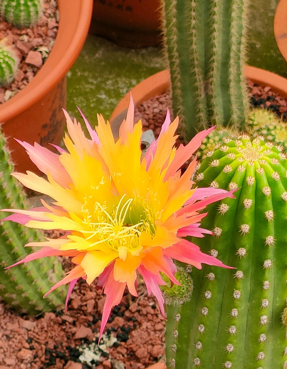 给喜欢仙人球的花友推荐一个很值得入手的品种——超级杏,属于小型