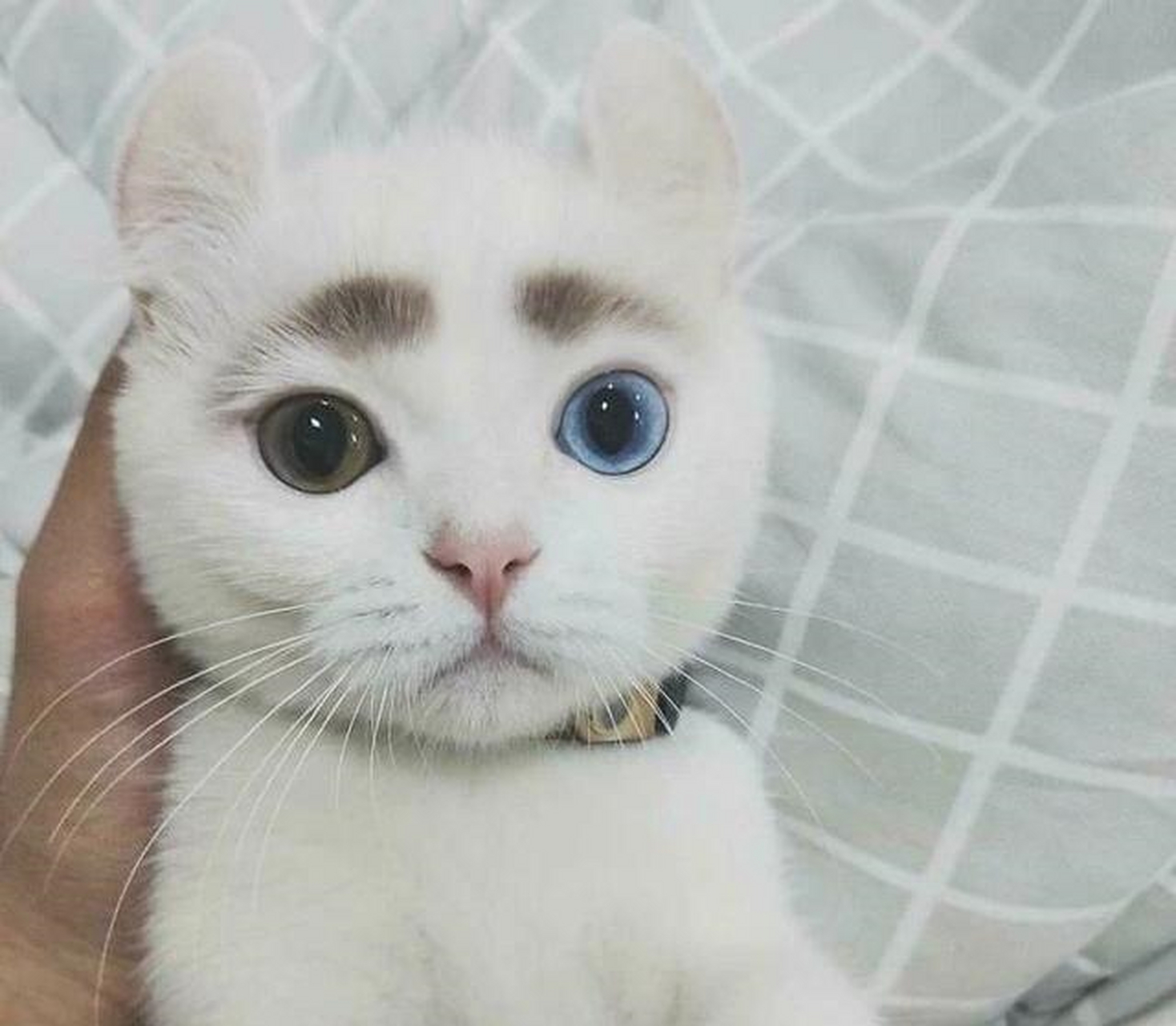 那些特别像模特的猫咪,神气极了