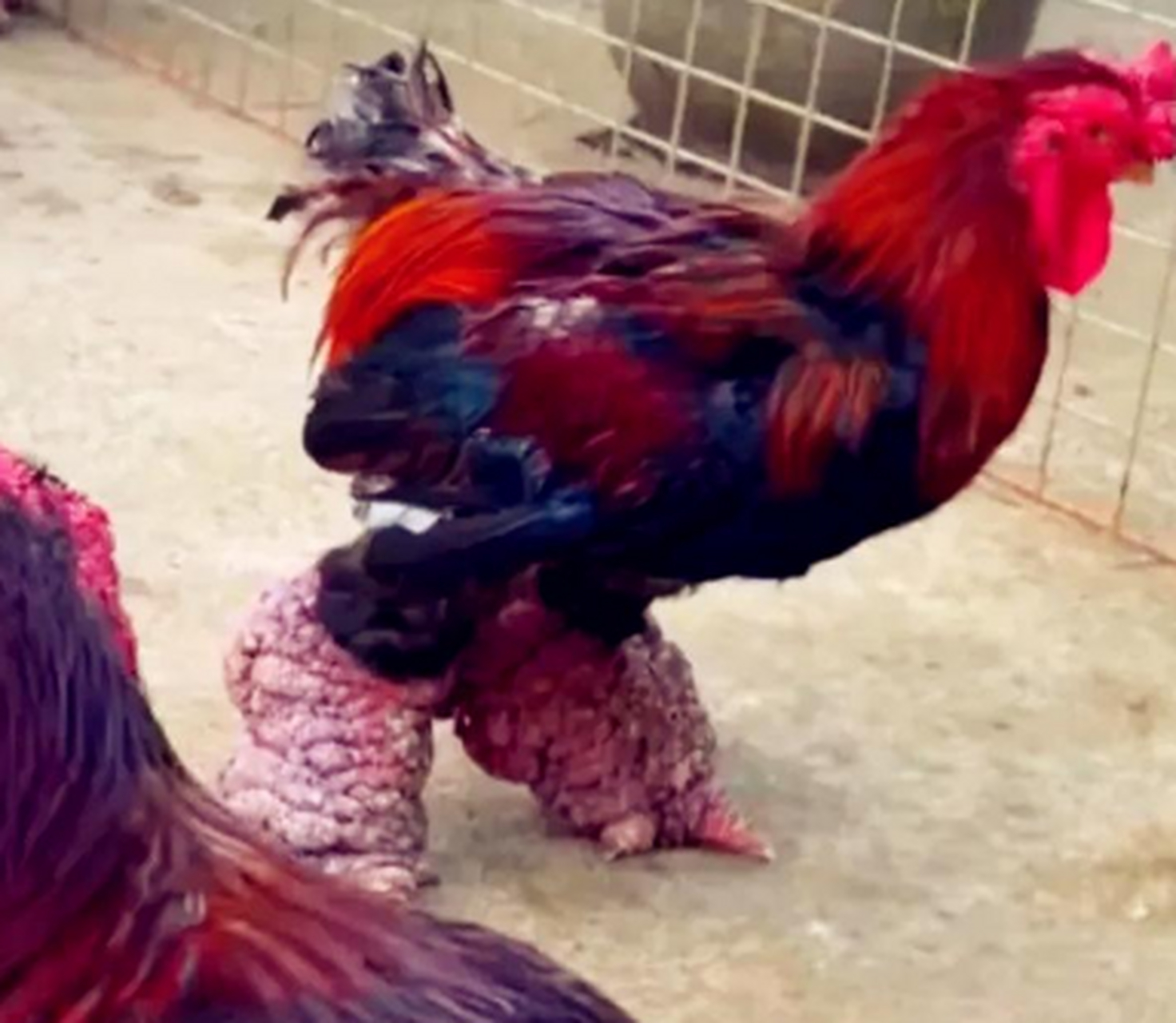 网友:这鸡的腿是打了激素吗?