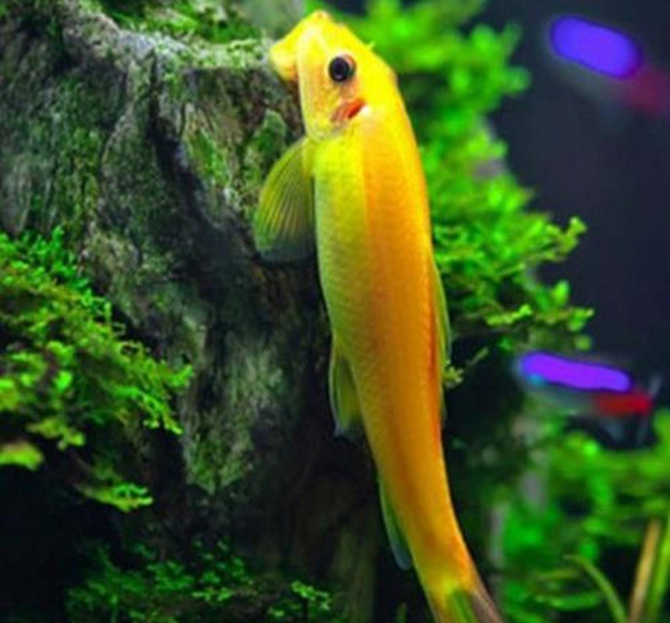 鱼缸中的破坏分子小流氓——金苔鼠