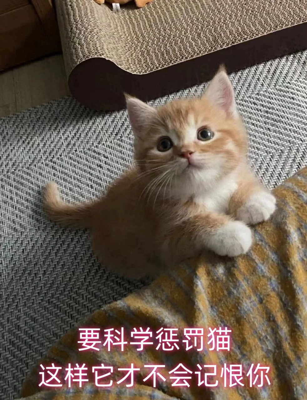 惩戒猫图片