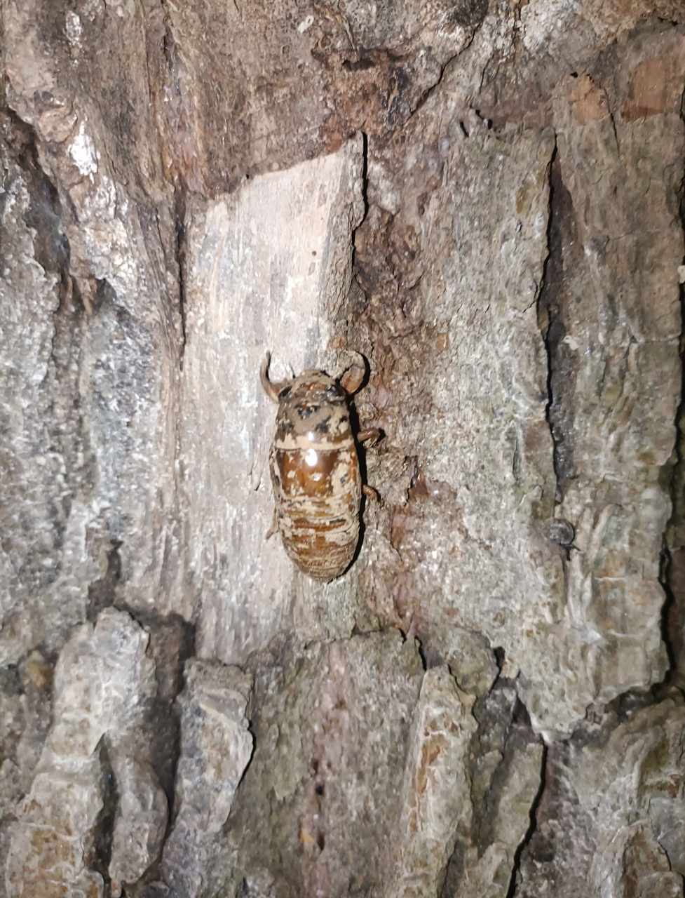 那时,夜色漆黑,没有手机,连手电筒都是稀有物品.