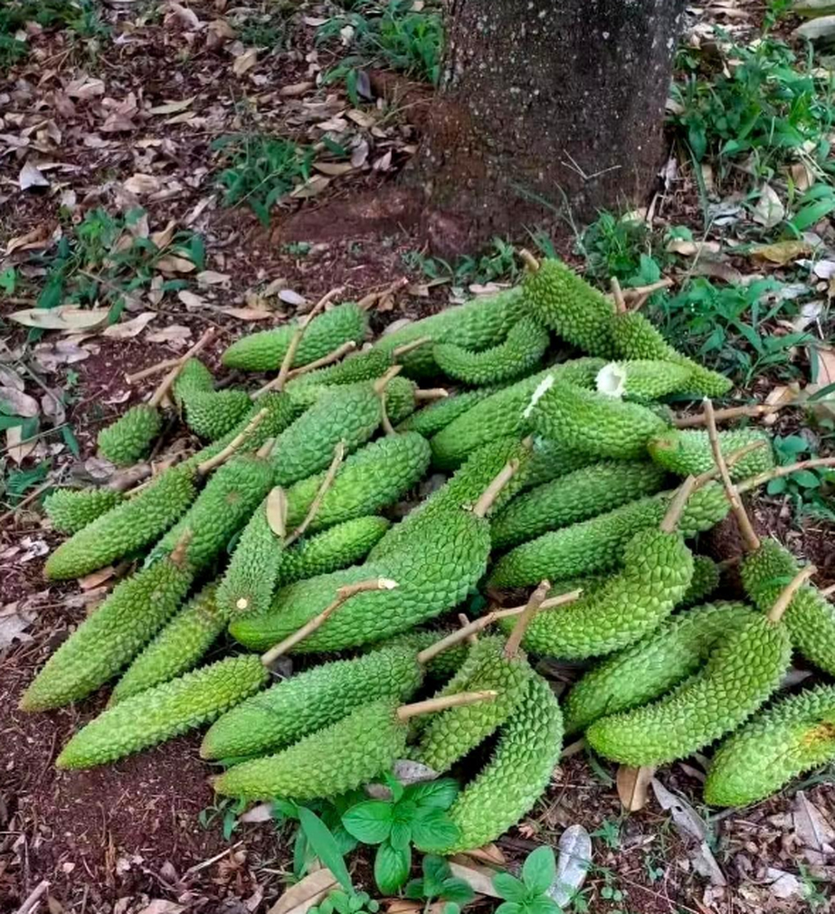 这是什么水果,浑身是刺?