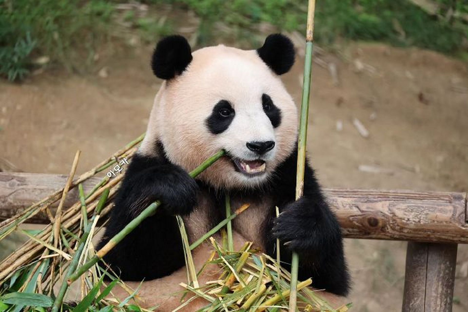 happy_amoka  #大熊猫福宝#  #大熊猫