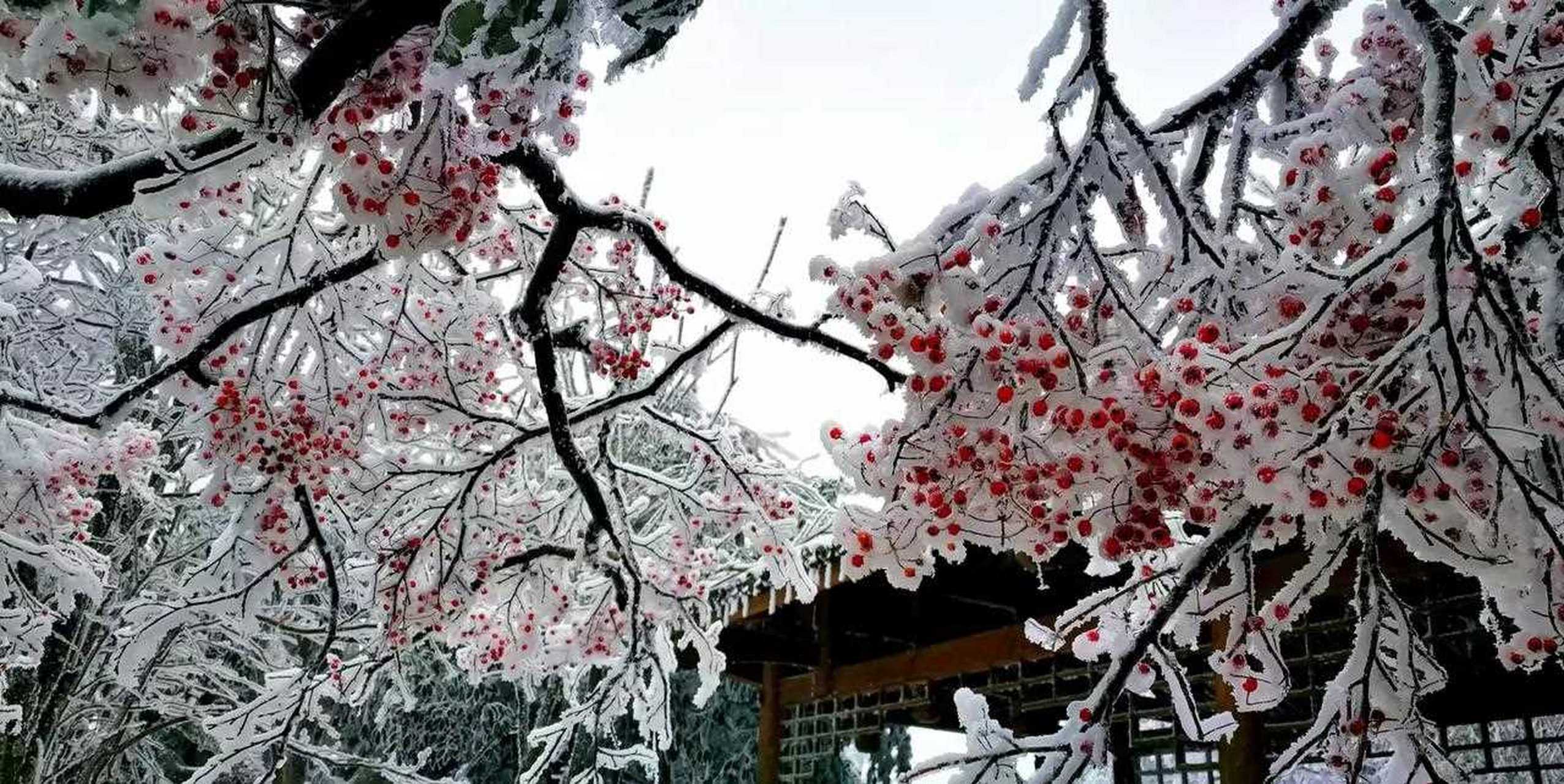 张家界天门山,雪 已讶衾枕冷,复见窗户明.