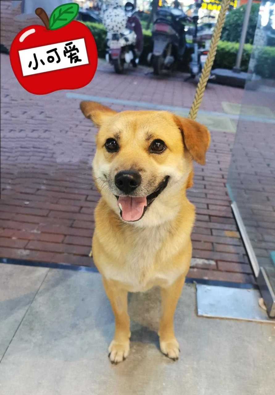 我会答:秋灵诚黄犬.俗称小乌嘴.路人一脸懵逼:啥犬?