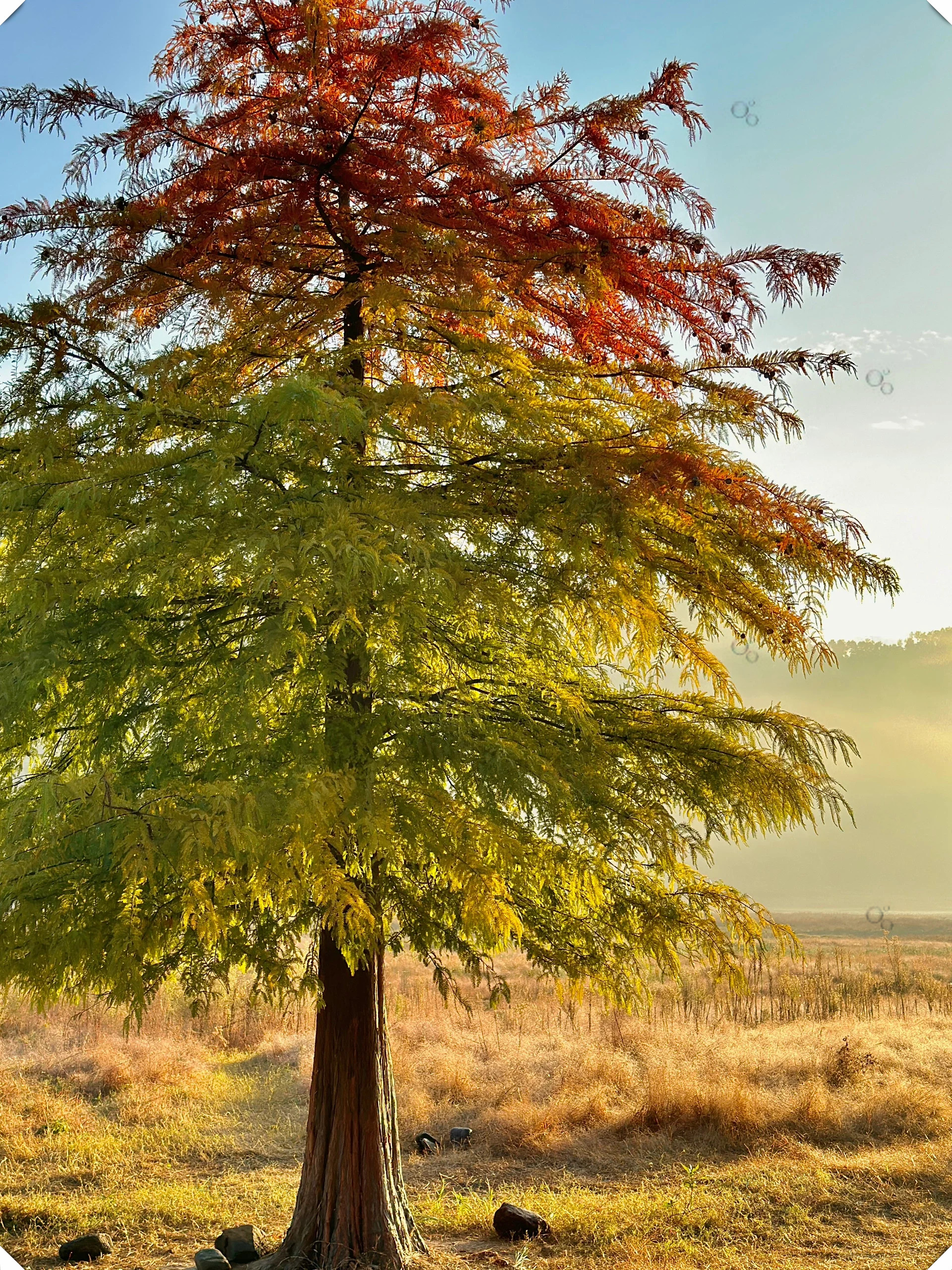 宁波亭下湖岙底村网红树