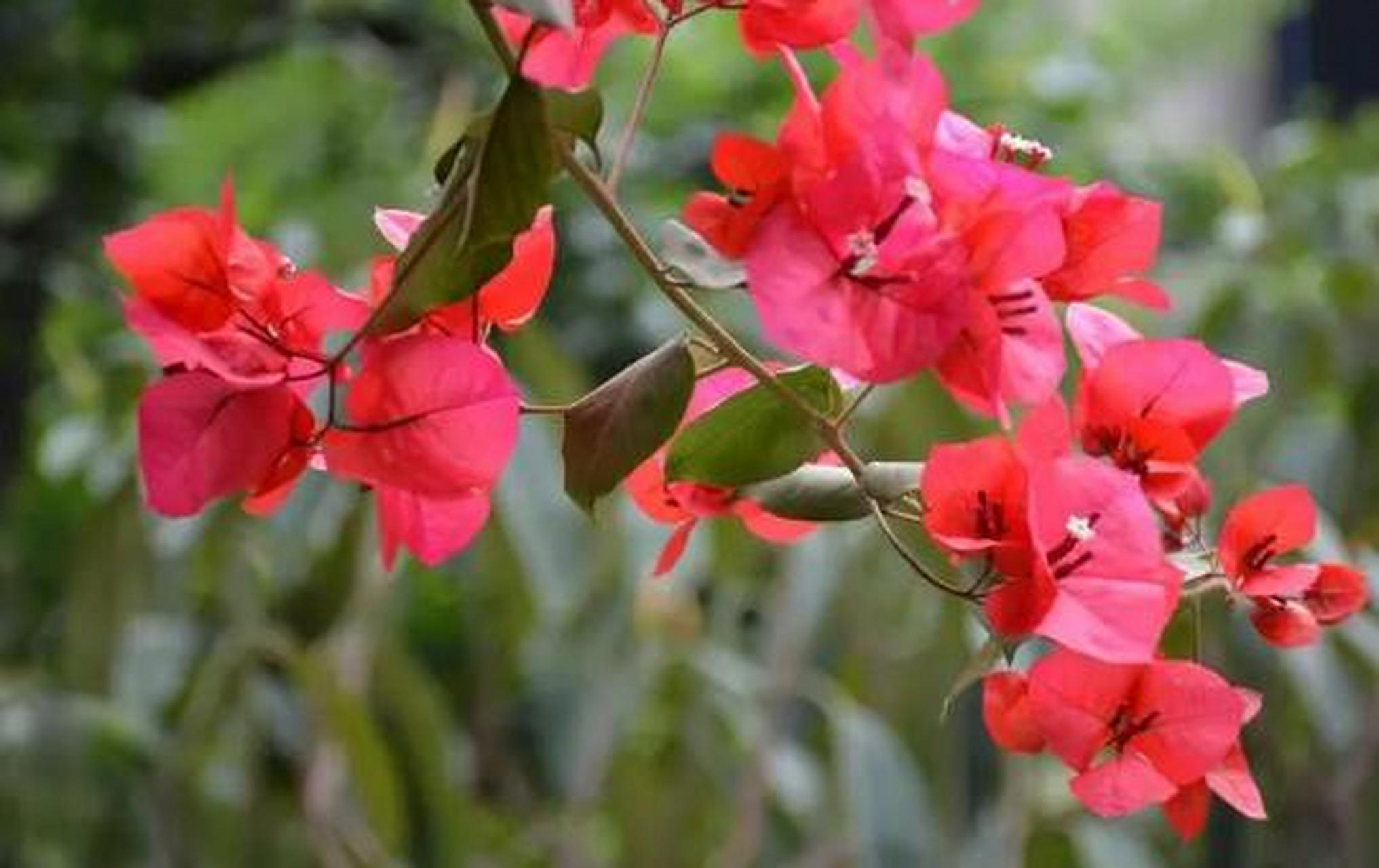 三角梅又叫叶子花,花朵颜色鲜艳,花期长,花量大,花瓣的形态与叶子十分