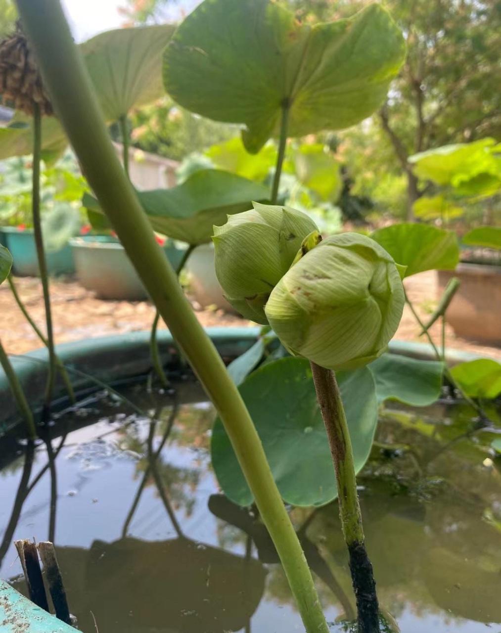 家里无意间看到的一颗并蒂莲, 这种并蒂莲,盆栽的真不多见!