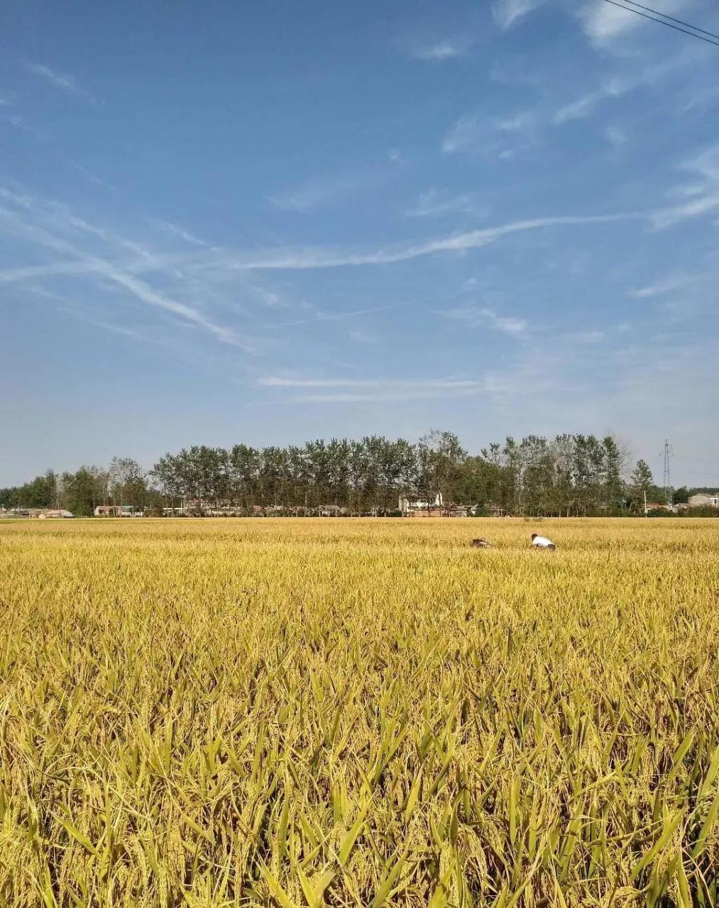 上稻69山"被朱61勇有69带火了,你61以可69骗61方北69人