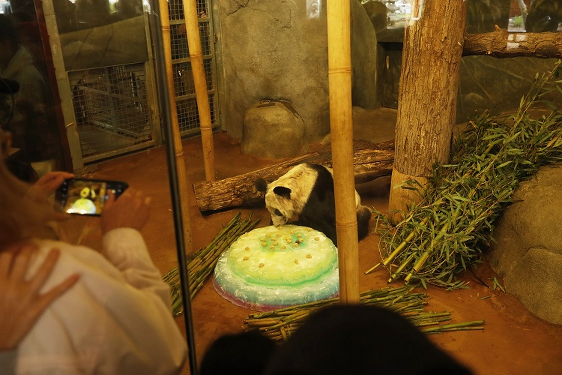 大熊猫丫丫即将归国  美国孟菲斯动物园,旅美大熊猫「丫丫」正在吃