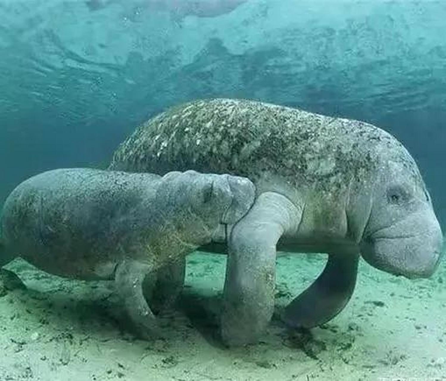 1741年,一位名叫斯特拉的人,在科曼多尔群岛首次发现了大海牛,因为