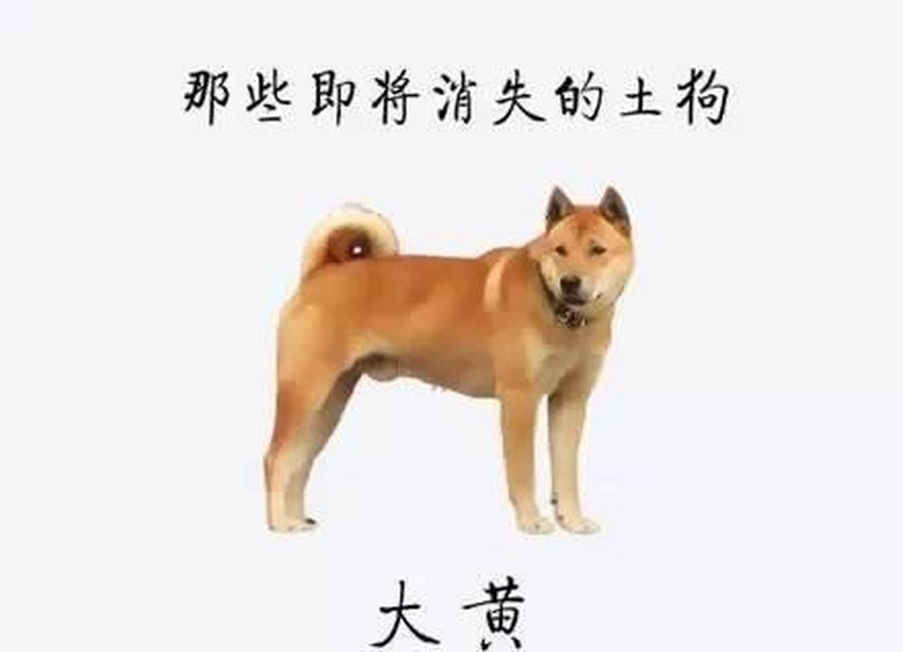 的中国土狗——中华田园犬 2015年世界犬业协会,发布了狗的智商排名