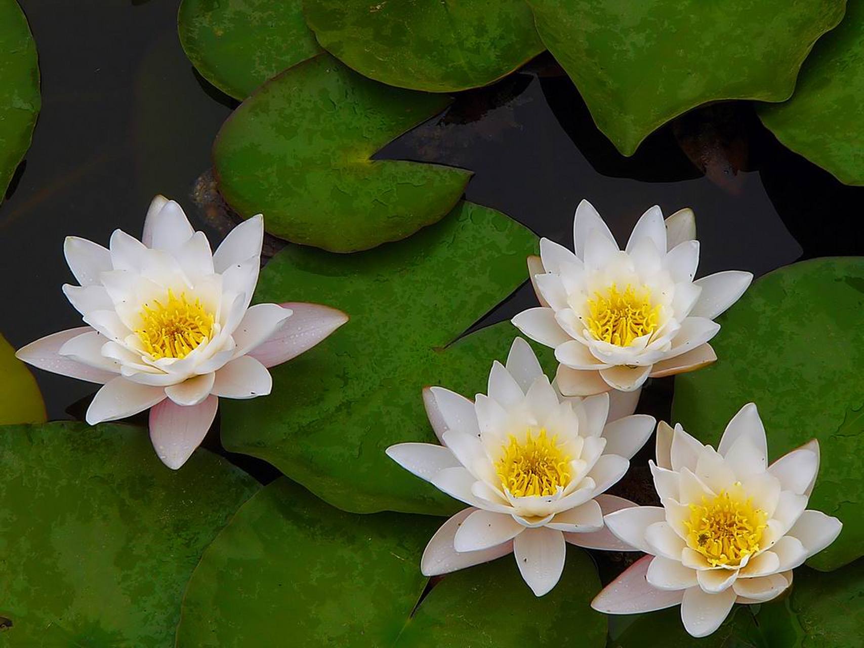 浮水植物是一种生长在水面上或浅水区的植物,根部不附着于底泥,而是
