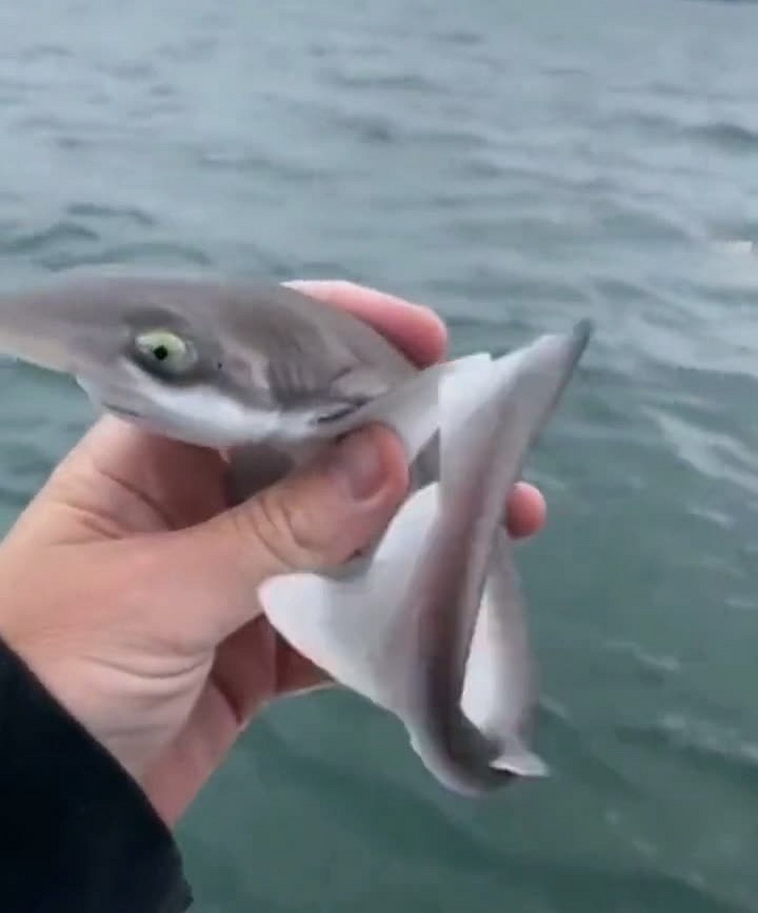 没想到这条小鲨鱼看起来很可爱,我很想养一只.[偷笑]