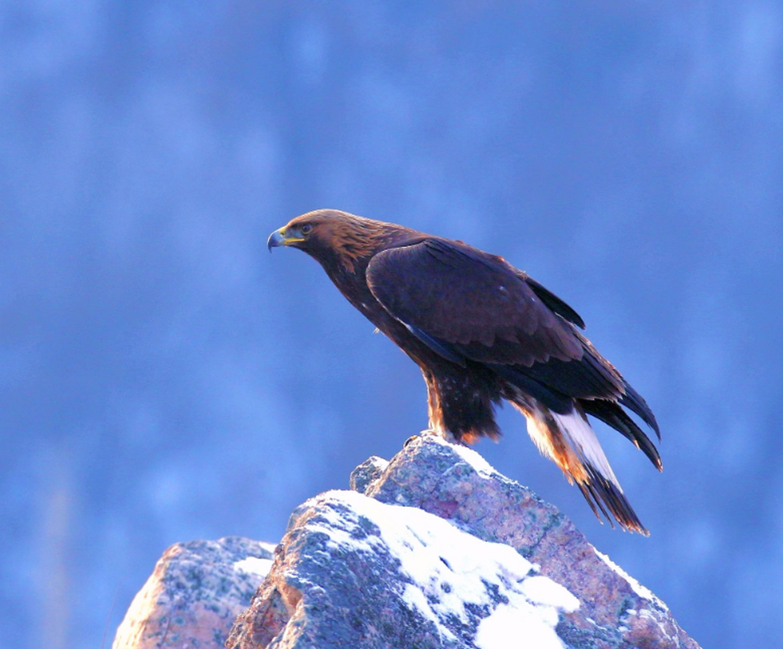 国家一级保护动物金雕现身瓦屋山  金雕是一种大型的猛禽,它是鹰科中