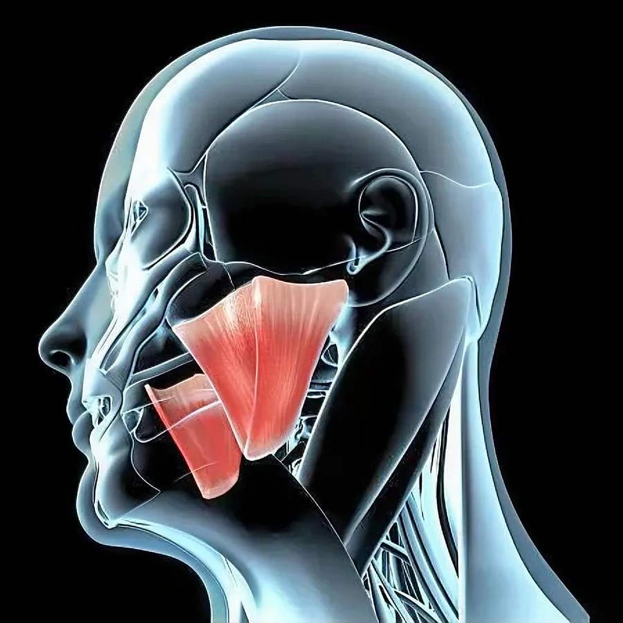 人类最强壮的肌肉是咬肌,也就是颚肌,在下巴用力咬合的时候,最大可以