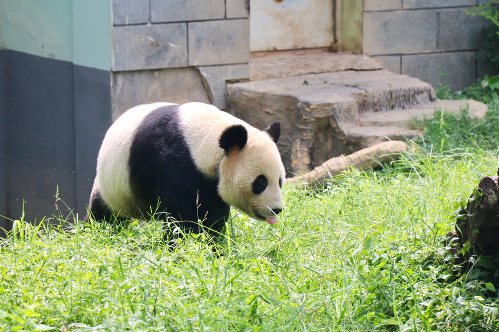现居住在:江西省南昌动物园.