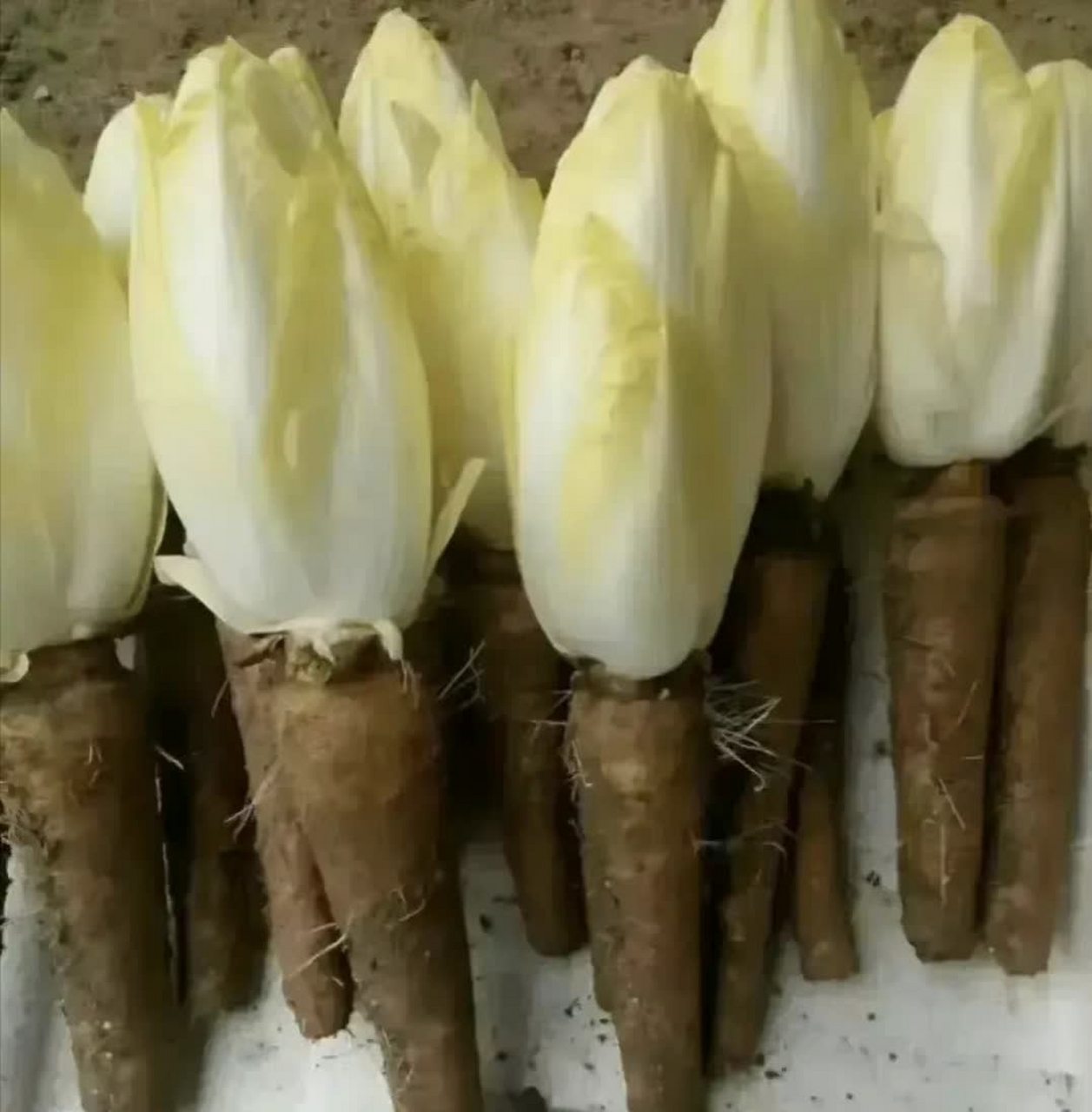 让我见识一下,娃娃菜不应该长在土里吗?[笑哭]