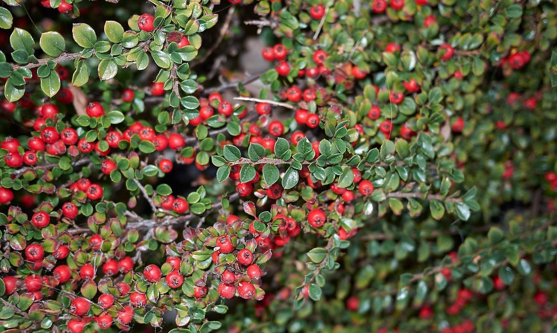 平枝栒子是蔷薇科栒子属的半常绿匍匐灌木[星星]在公园里尤为常见