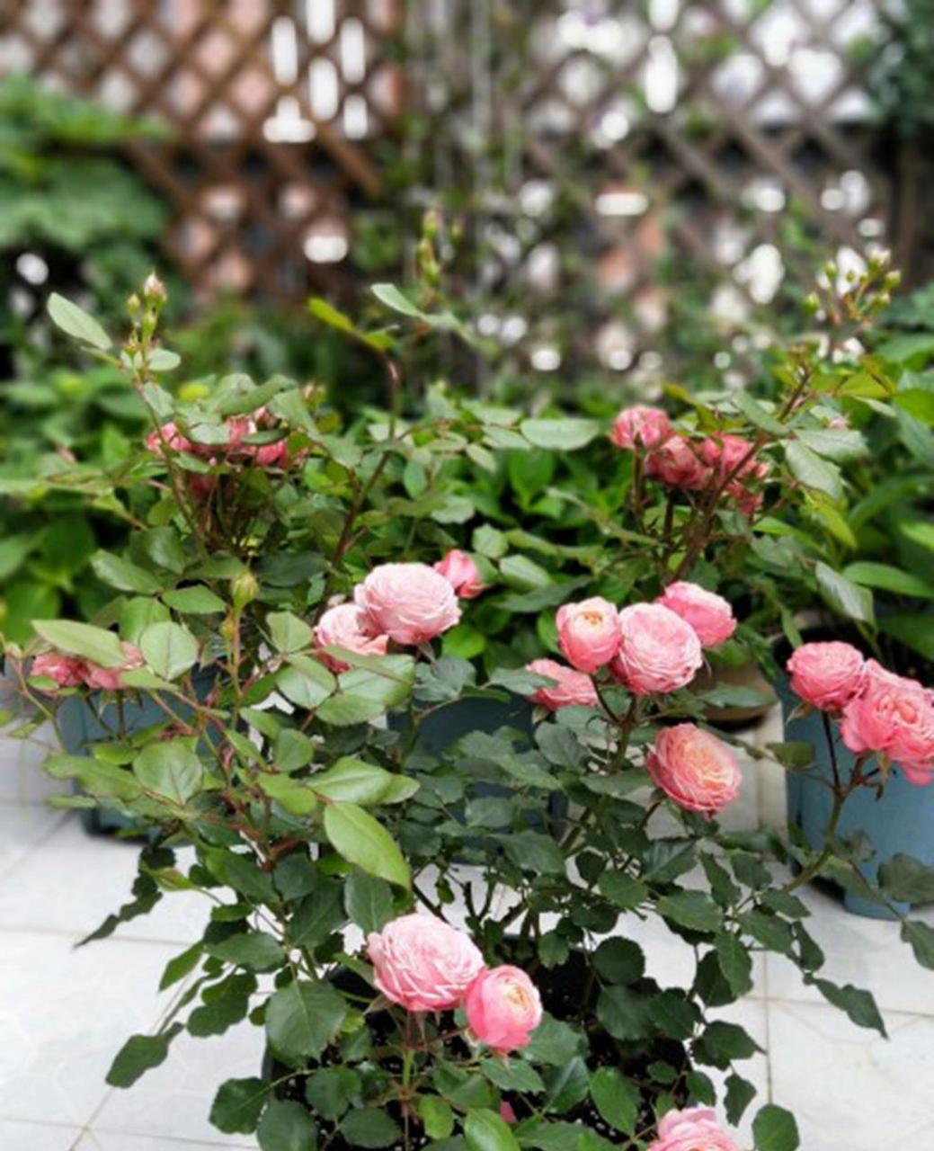 名称:浪漫比克bicobabyromantica 出身:2008年【法国】,浪漫宝贝的