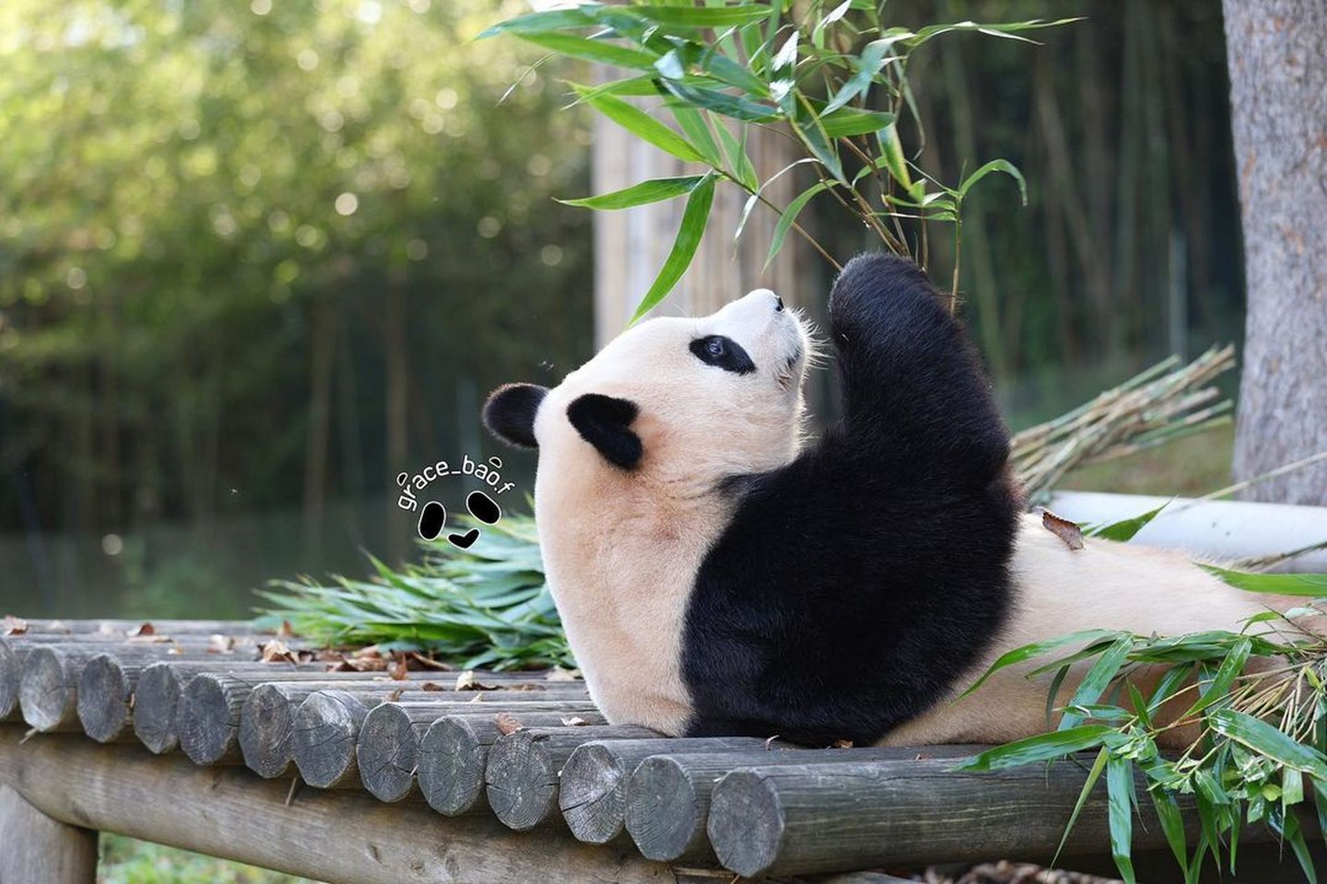 f  #大熊猫福宝#  #大熊猫#  #熊猫