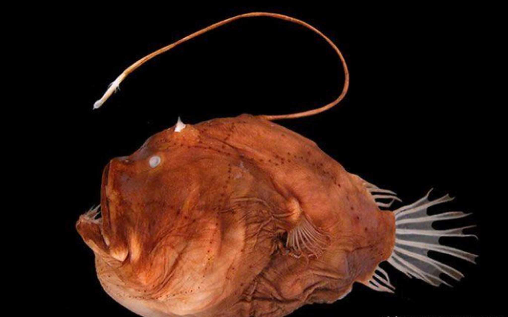 深海中的琵琶鱼拥有自然界最奇怪的繁殖方式之一.