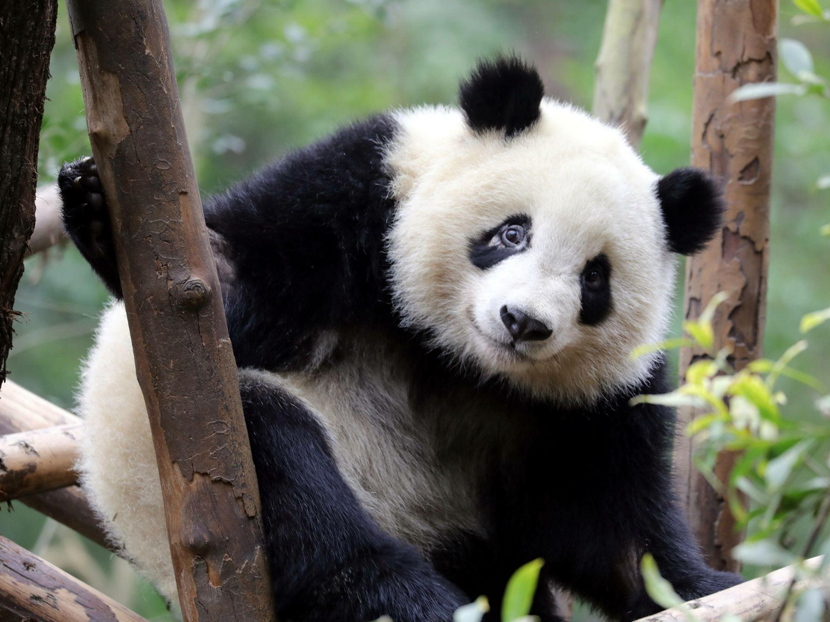 有谁能拒绝一只圆滚滚,毛茸茸的大熊猫呢?