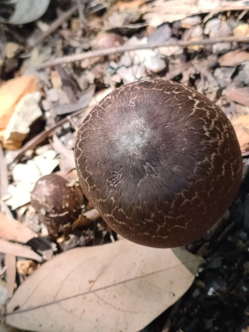 大家帮忙鉴定一下,这个蘑菇能吃吗?松树林里采到的,很大一个