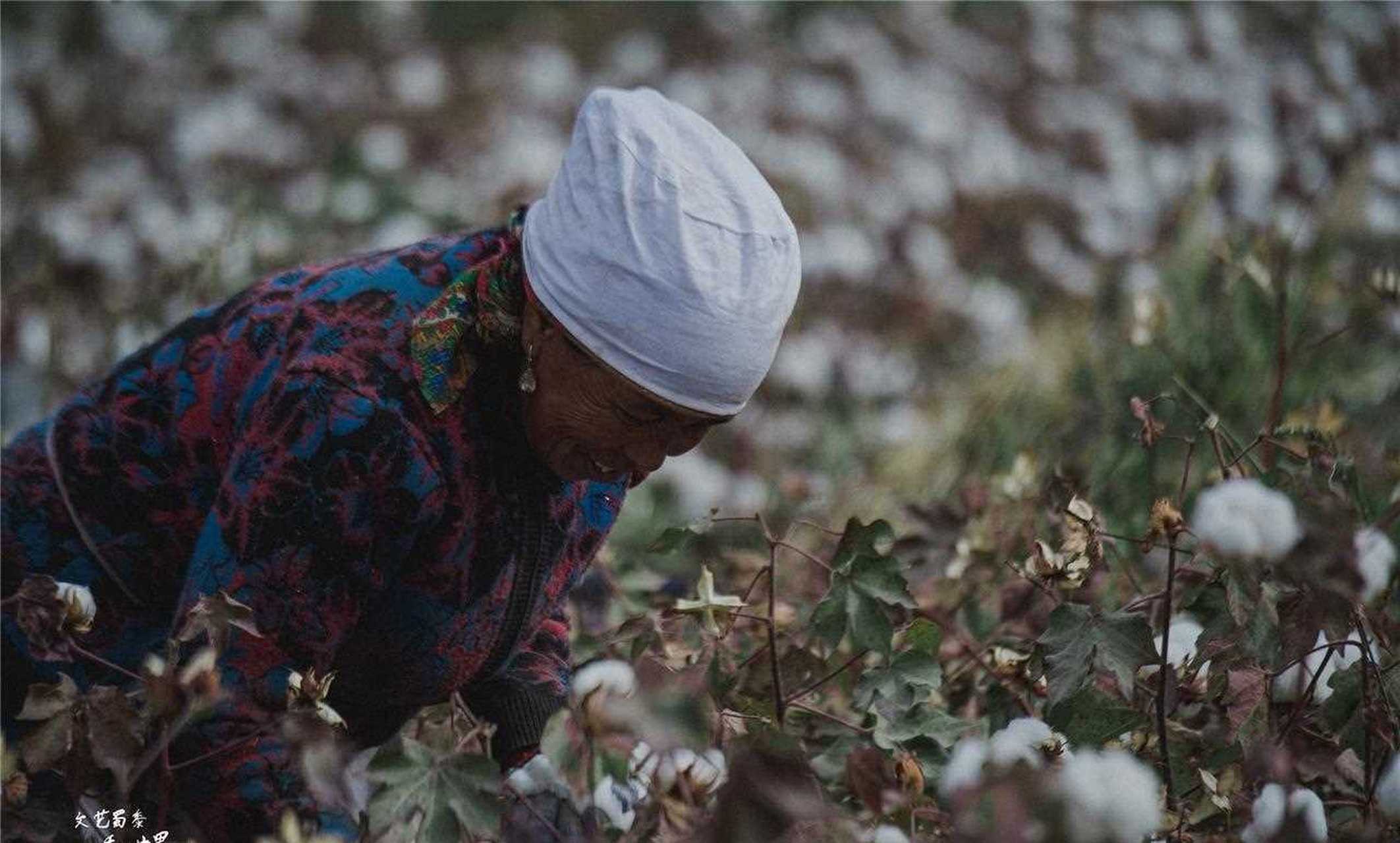 阿迪达斯新疆棉花图片