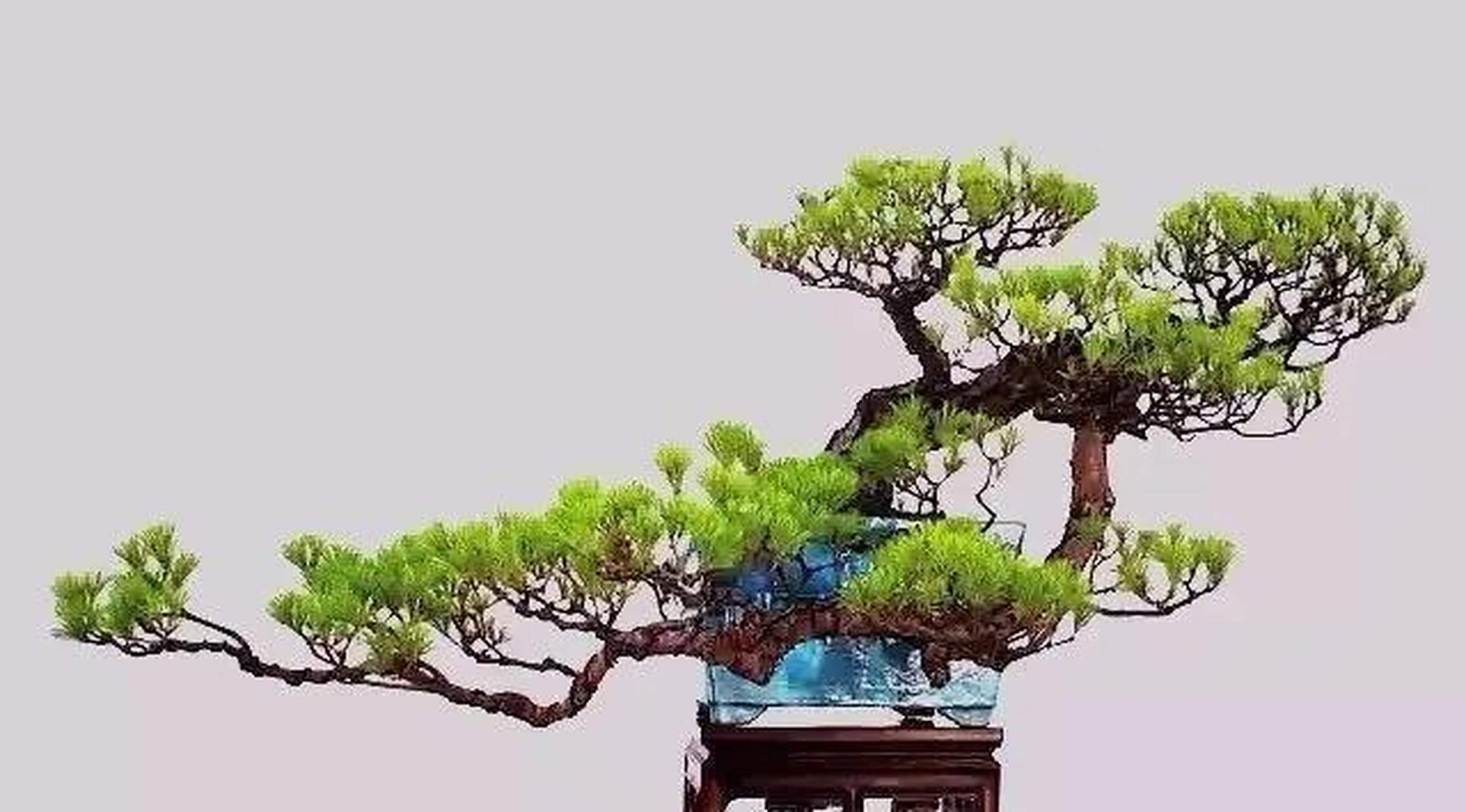 "捞月式盆景" 是传统的悬崖式盆景中的一种, 整个姿态飘逸,气势比较