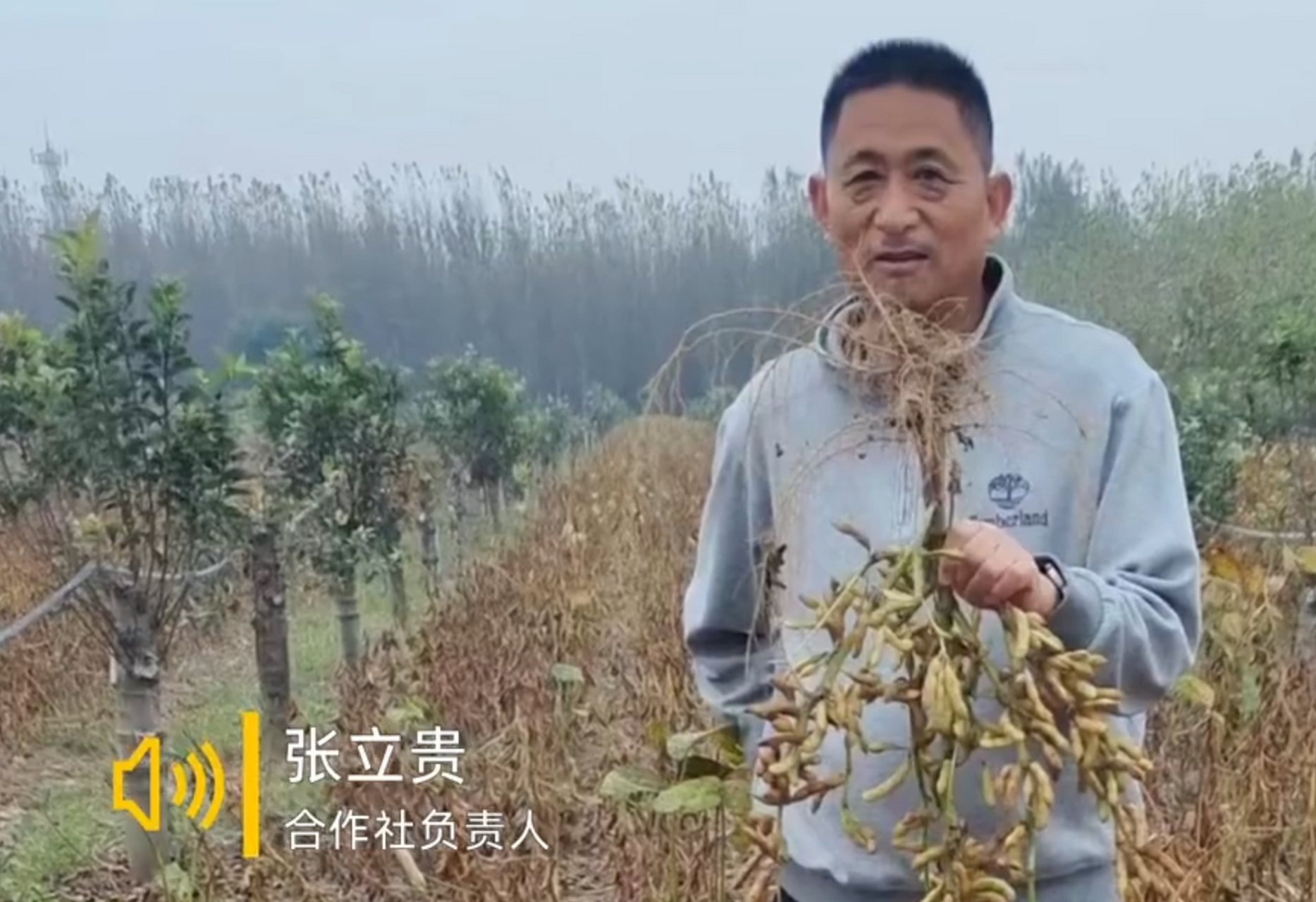 山东菏泽,60岁的张立贵带领30多户村民种植了1500亩地瓜.