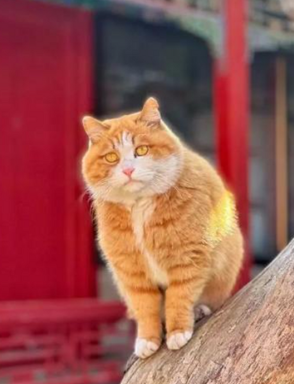 故宫网红猫咪——黄帕帕凭借颜值走红,又因为体型招到大家的喜爱