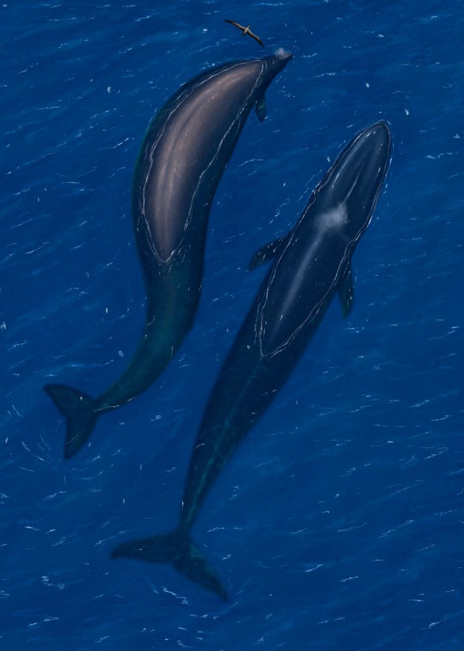 一下新近被描述的巨型古生物——秘鲁鲸龙巨兽(perucetus colossus)