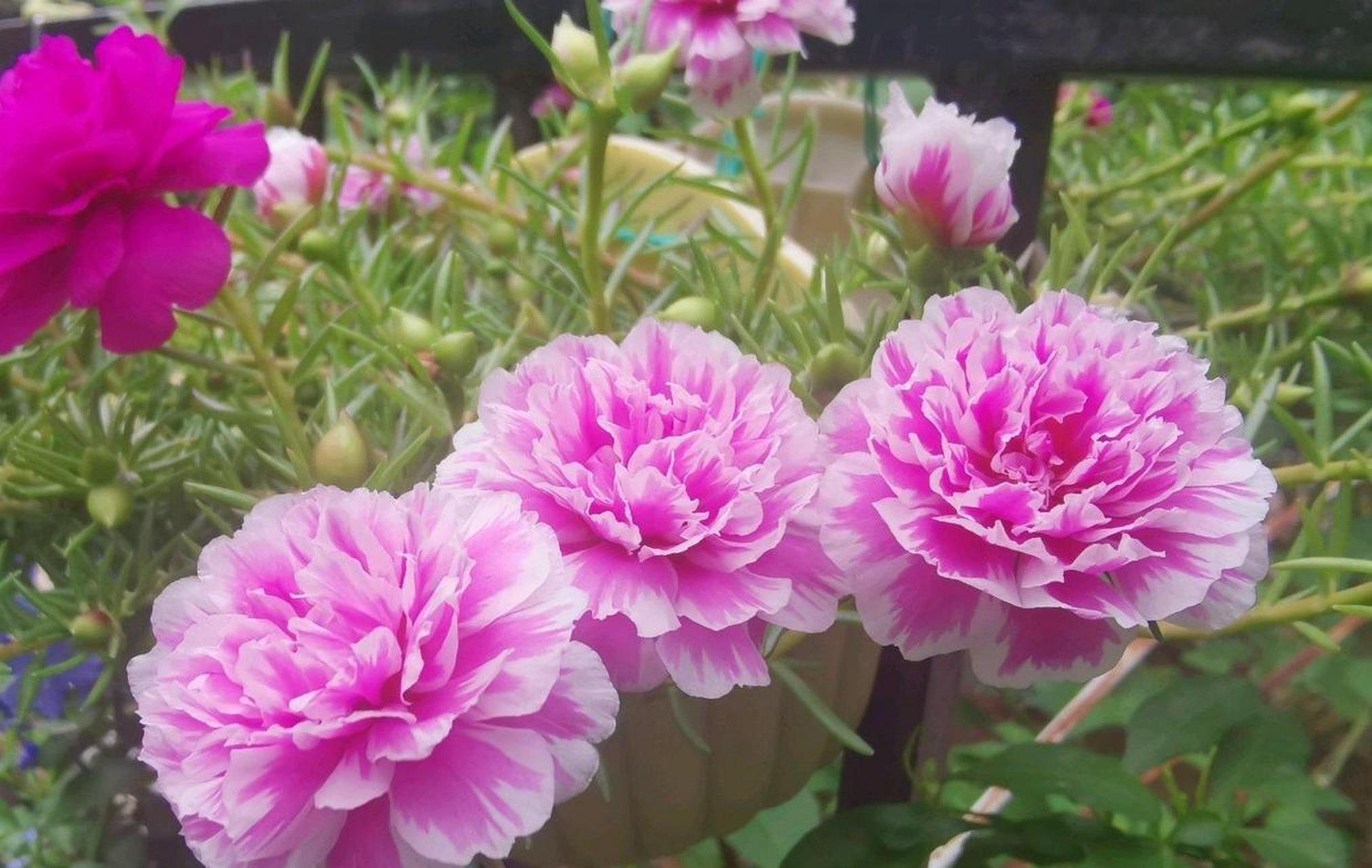 重瓣太阳花"粉色芙蓉",一个非常受花友喜爱的品种,株型低矮紧凑,长得