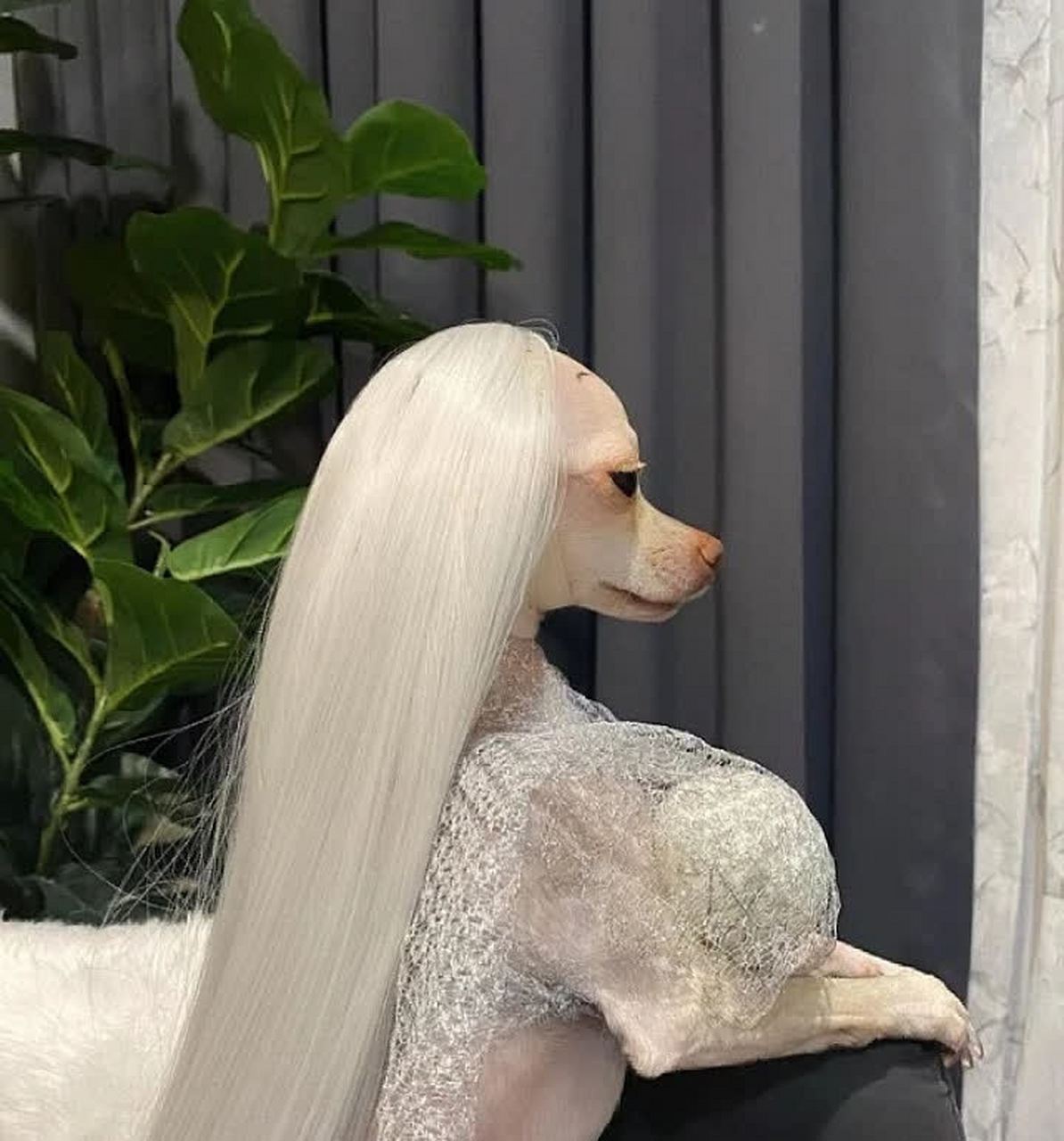 你觉得它会像公狗眼中的女神吗?